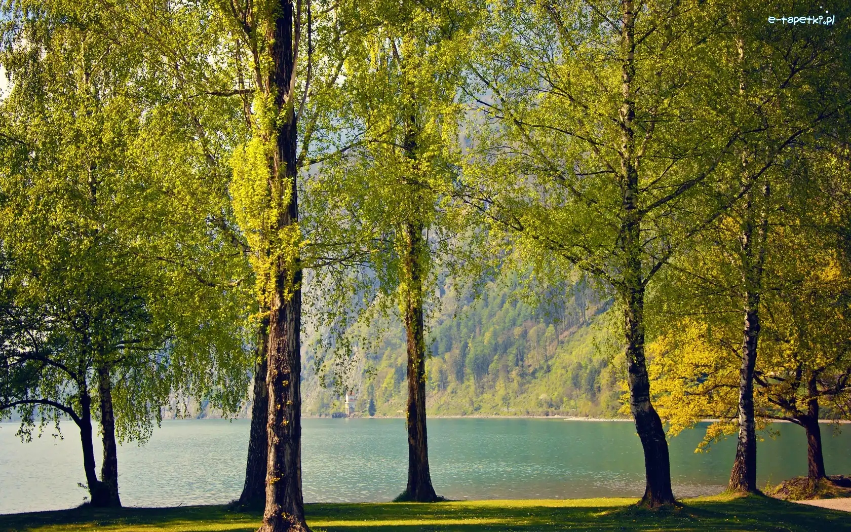 Góra, Drzewa, Jezioro