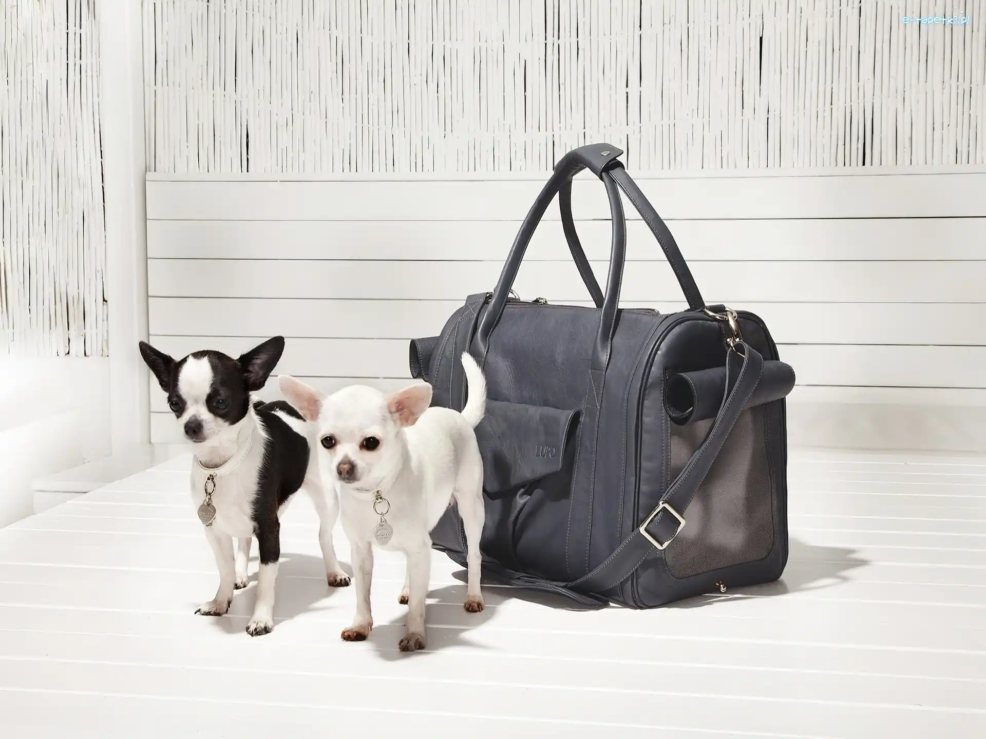 Chihuahua, Torba, Skórzana, Dwie