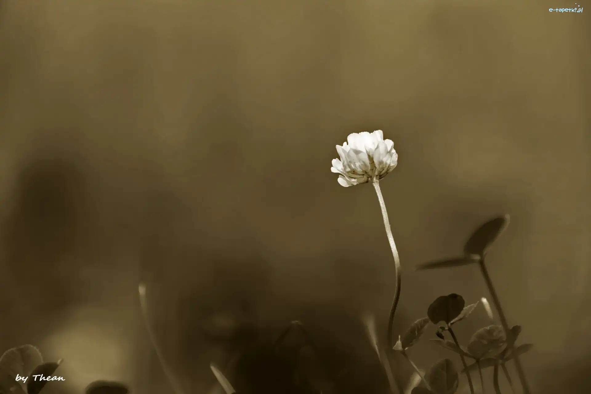 Sepia, Koniczynka