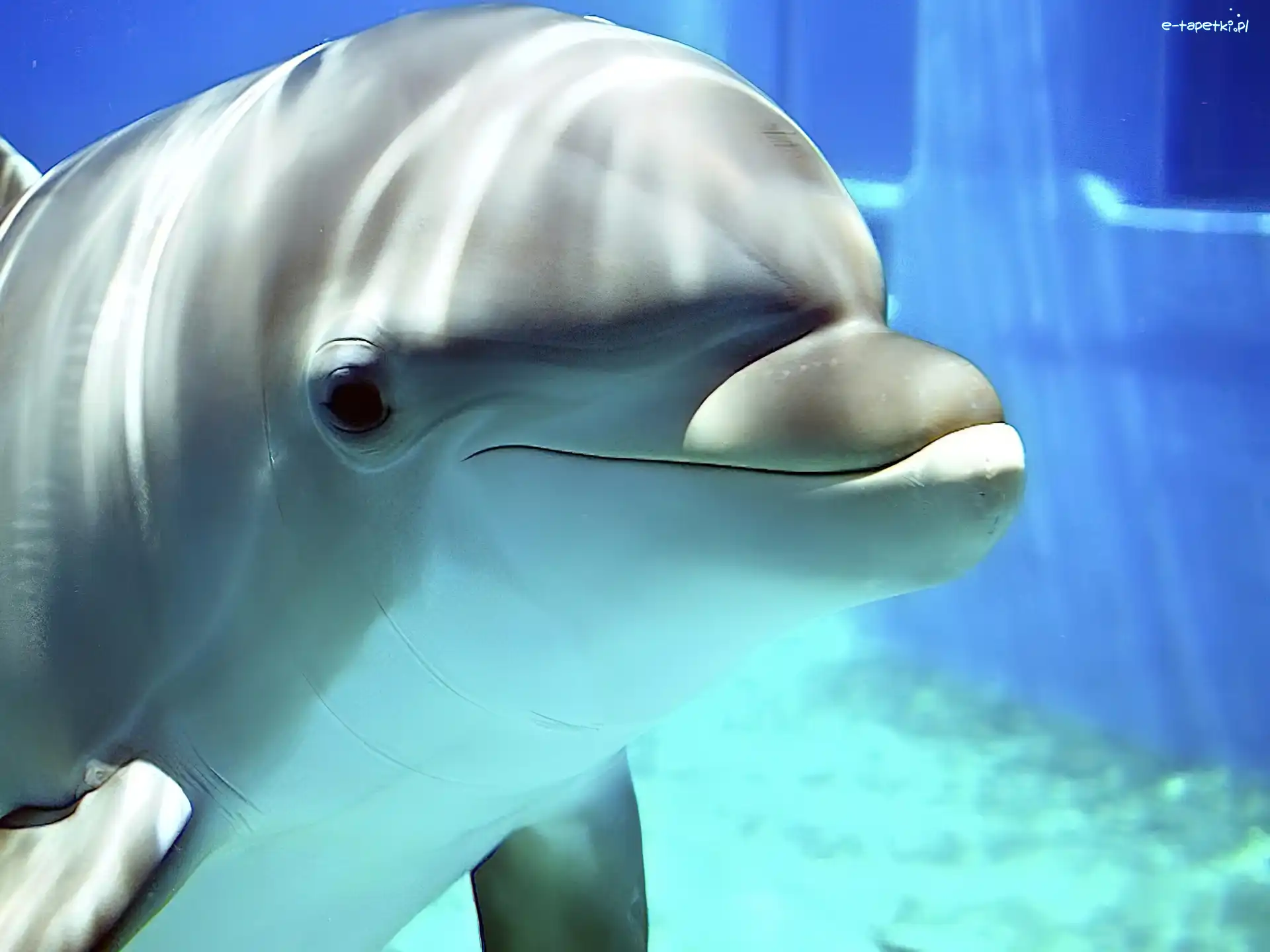 Basen, Woda, Delfin