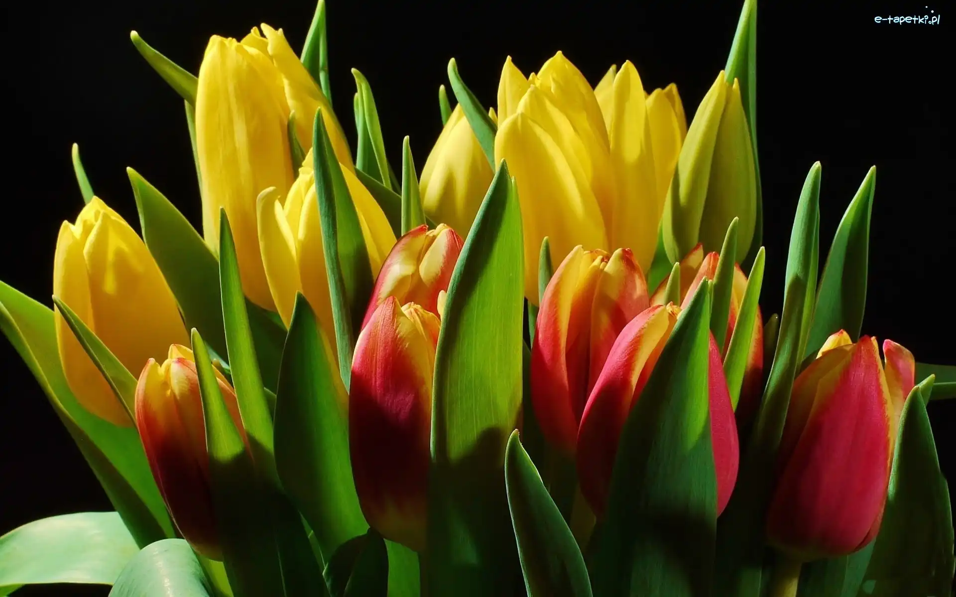Bukiet, Tulipany, Kolorowe