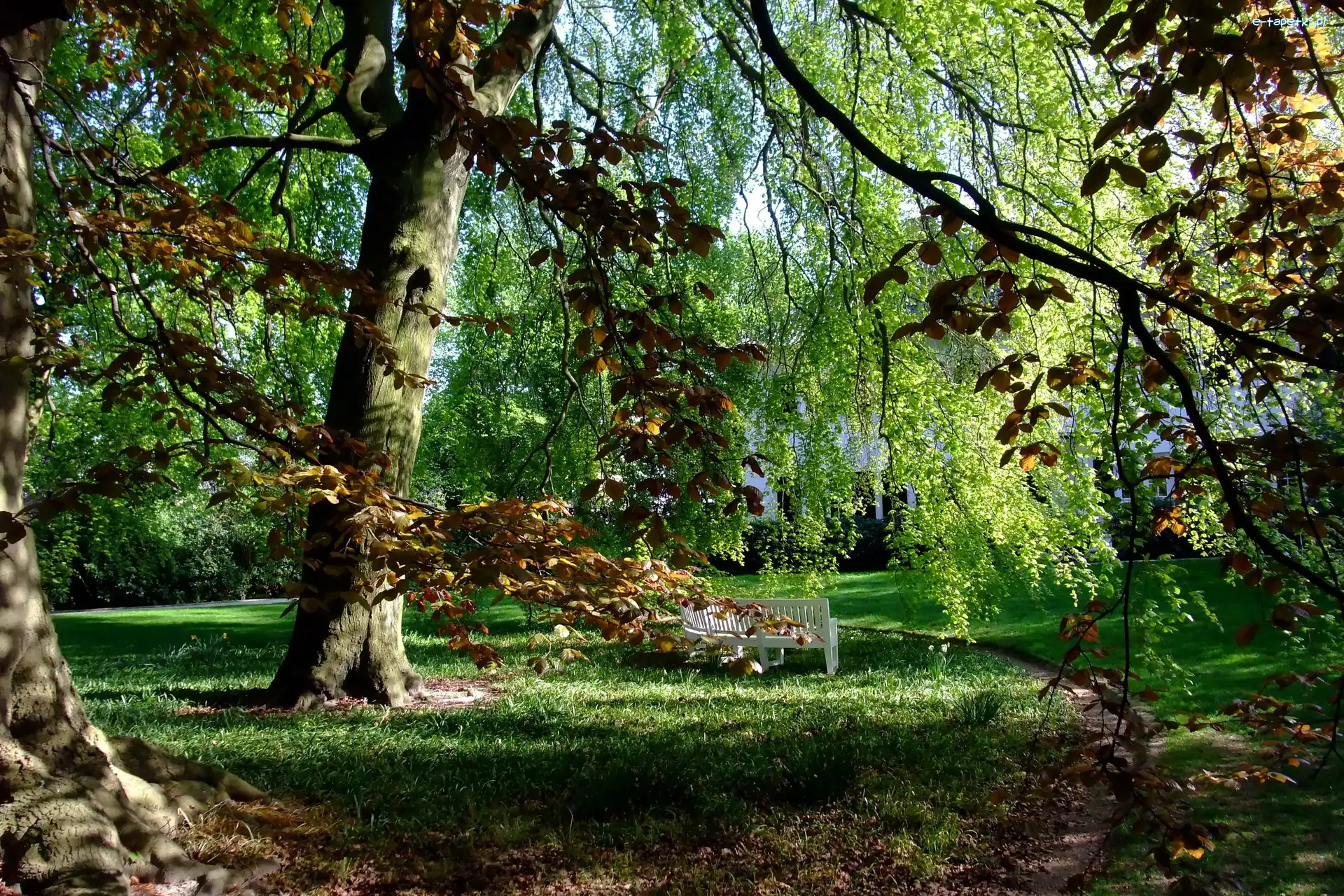 Ławka, Alejka, Park