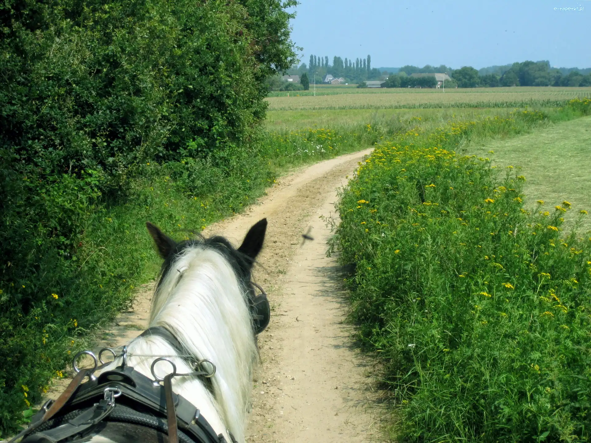 Zaprzęg, Zieleń, Droga, Koń