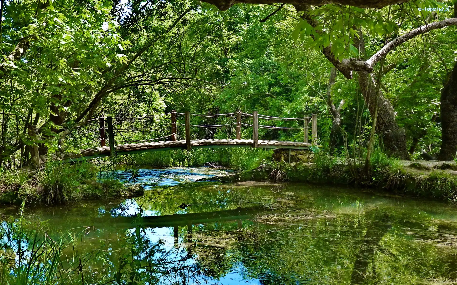 Staw, Zieleń, Mostek, Park
