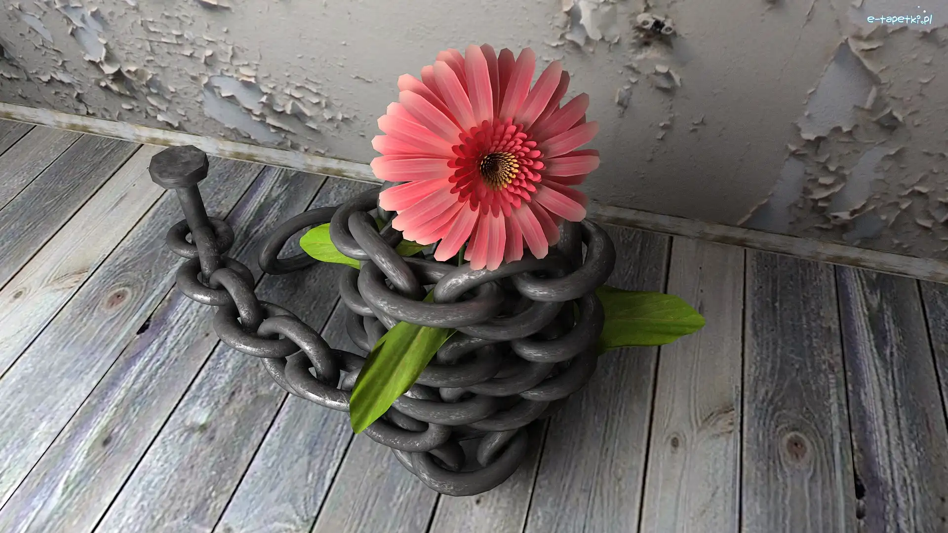 Łańcuch, Pomost, Gerbera