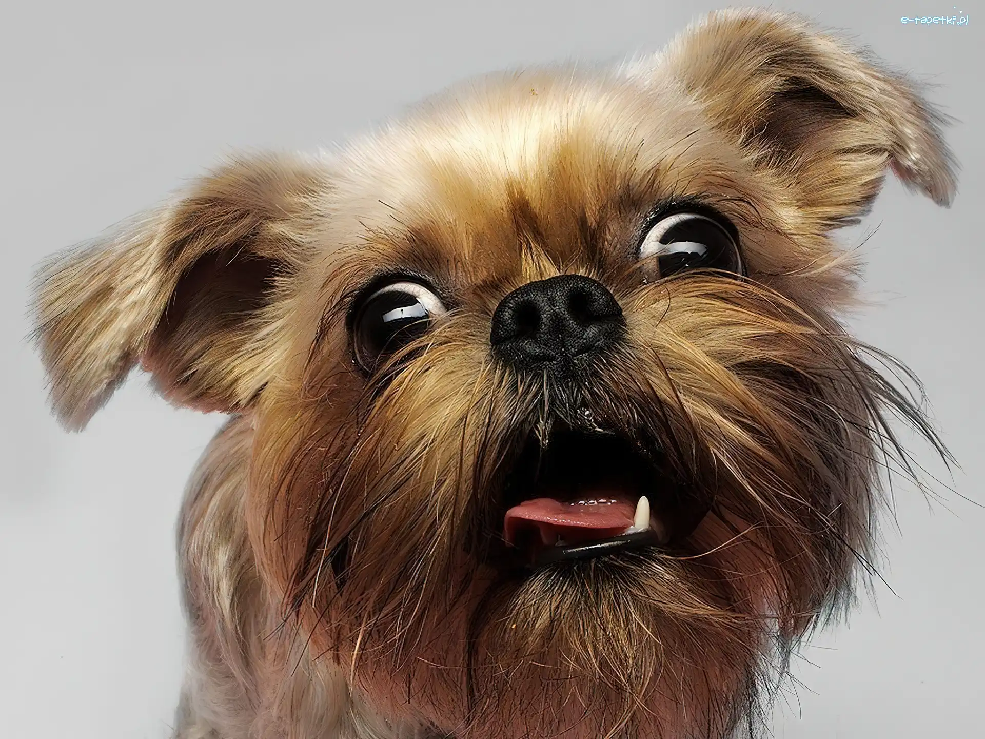Pies, Zez Yorkshire Terrier, Pysk, Zdziwiony