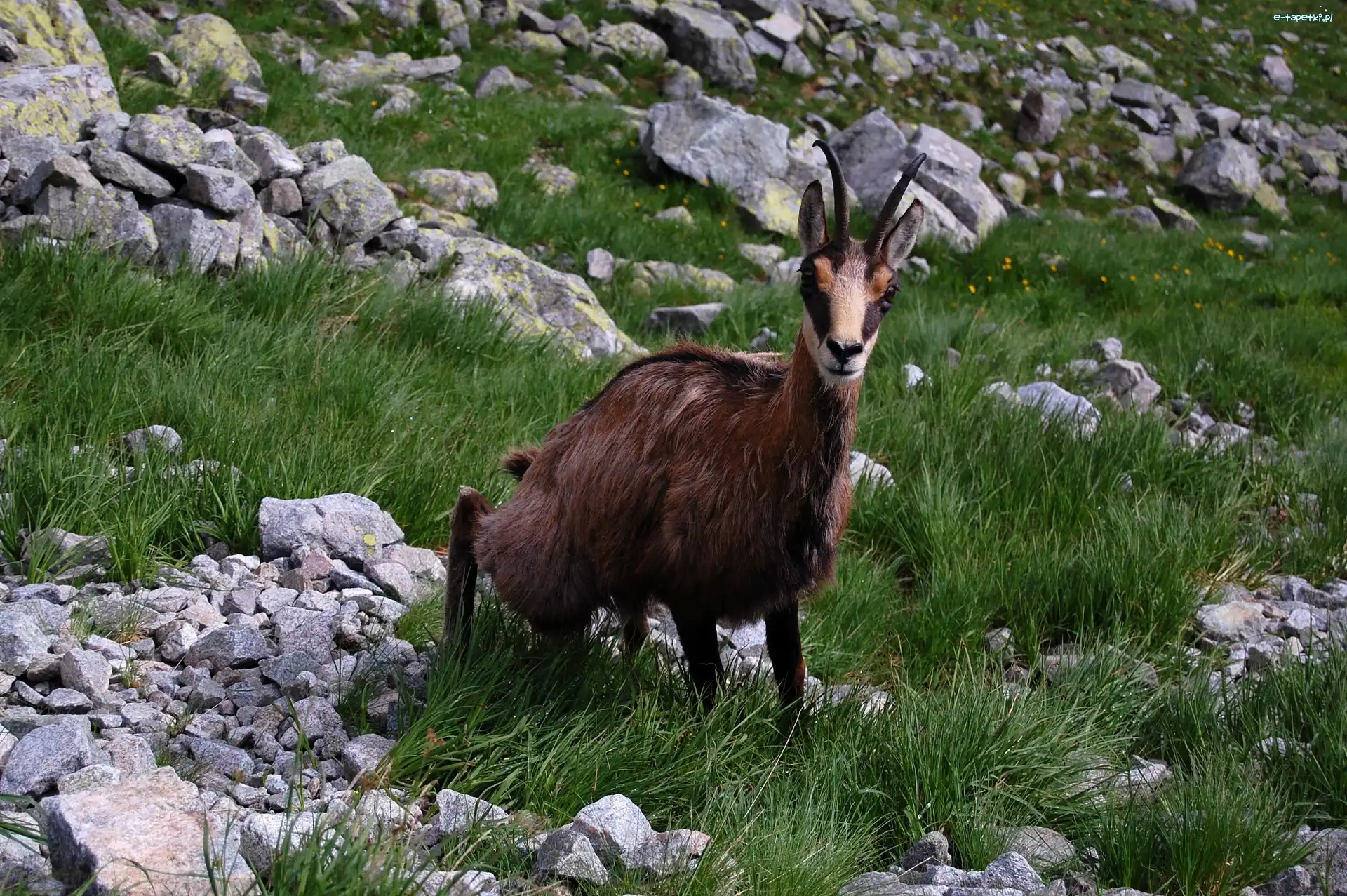 Trawa, Kamienie, Kozica
