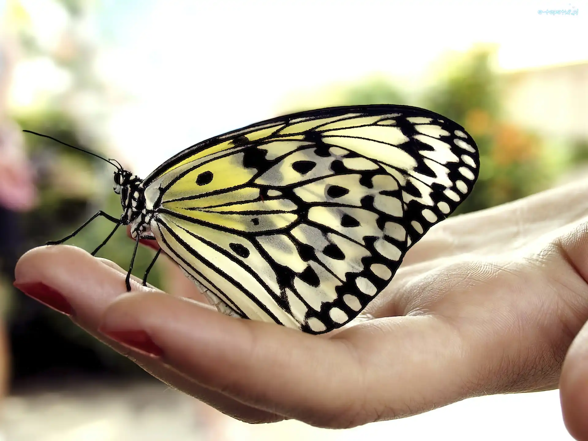 Dłoń, Motyl