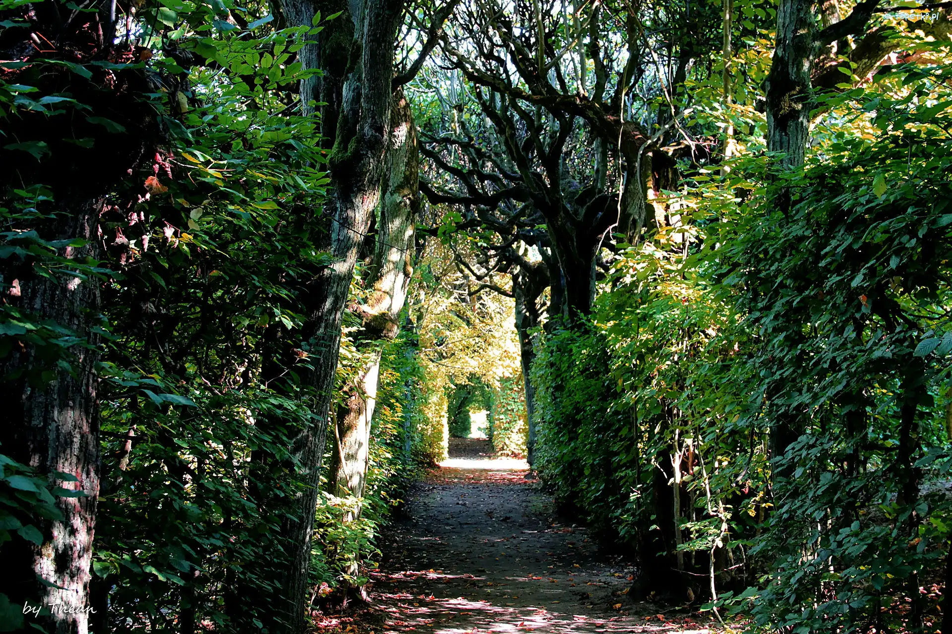 Stary, Park, Ciemny, Zarośla, Gęste