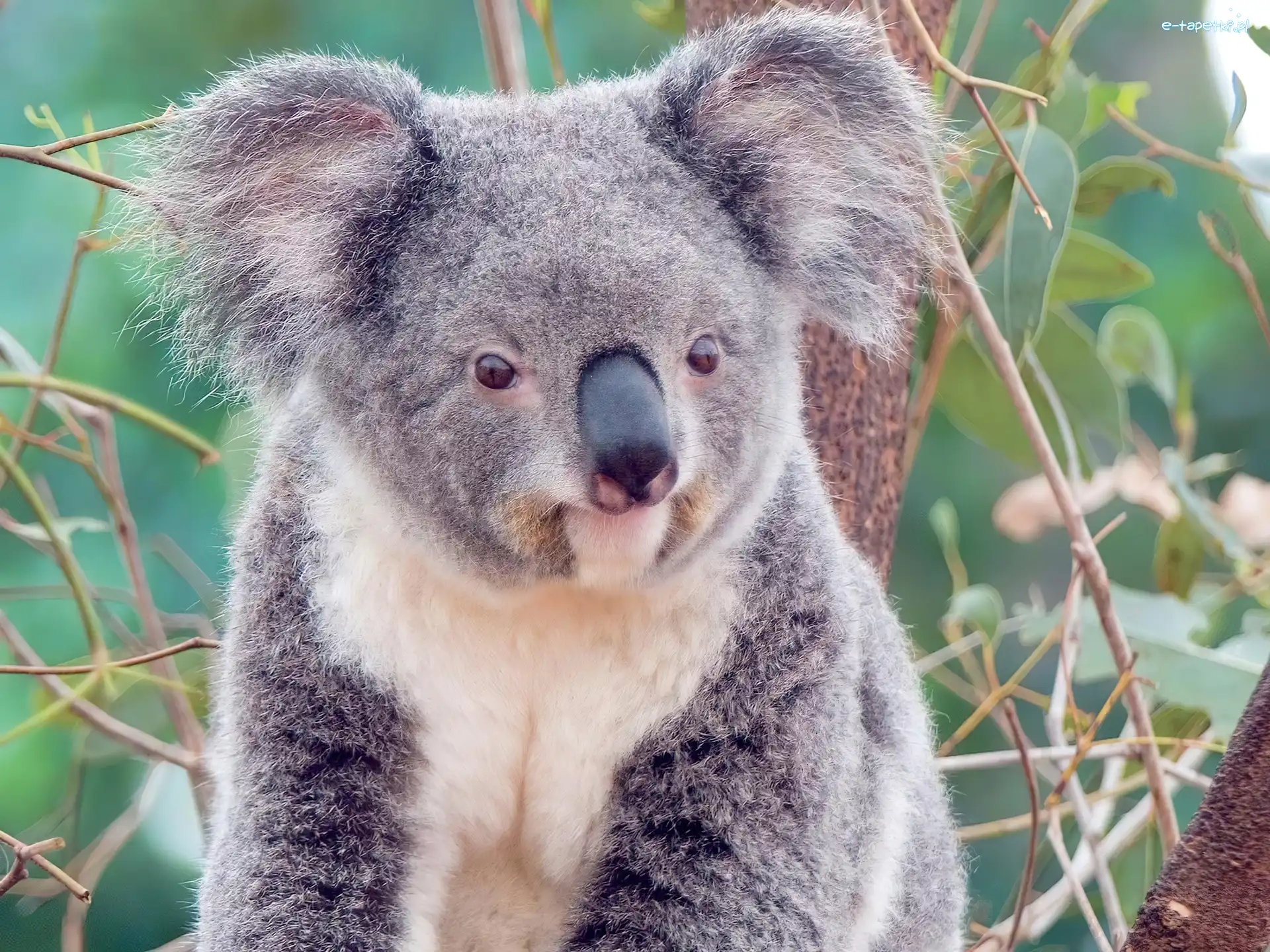 Gałązki, Koala, Miś
