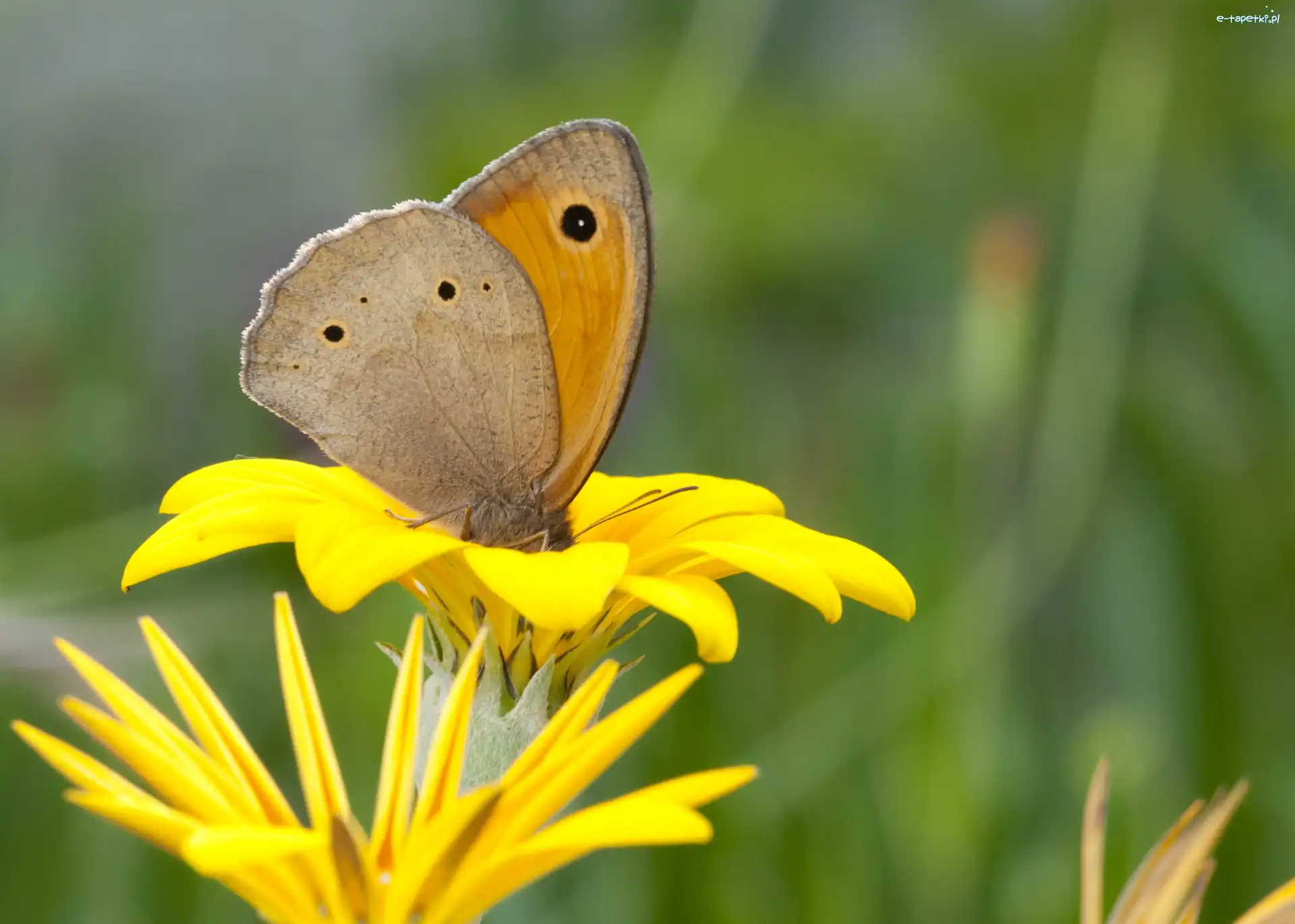 Motyl, Nieparek, Czerwończyk, Kwiat, Żółty