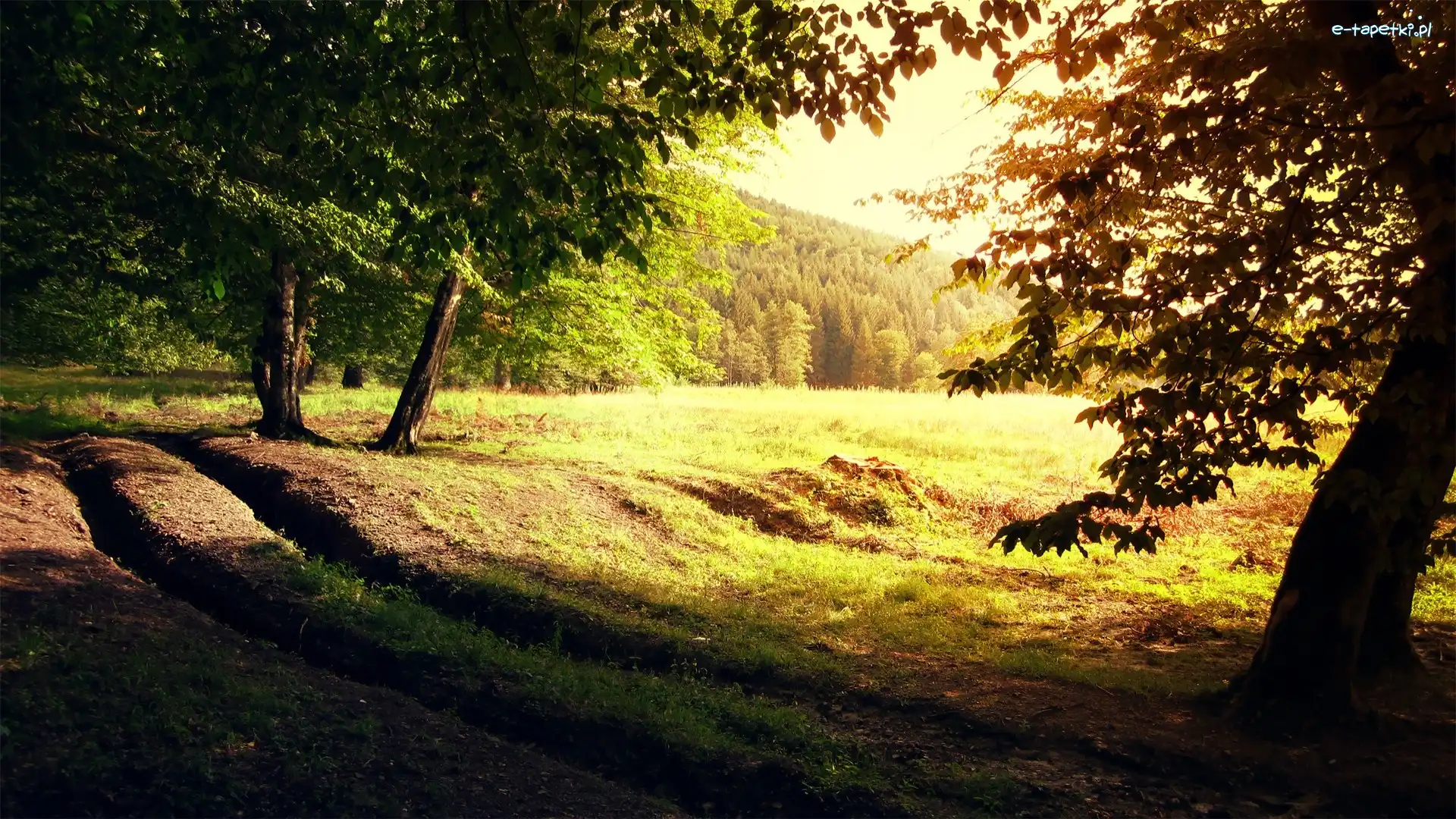 Koleiny, Poranek, Drzewa