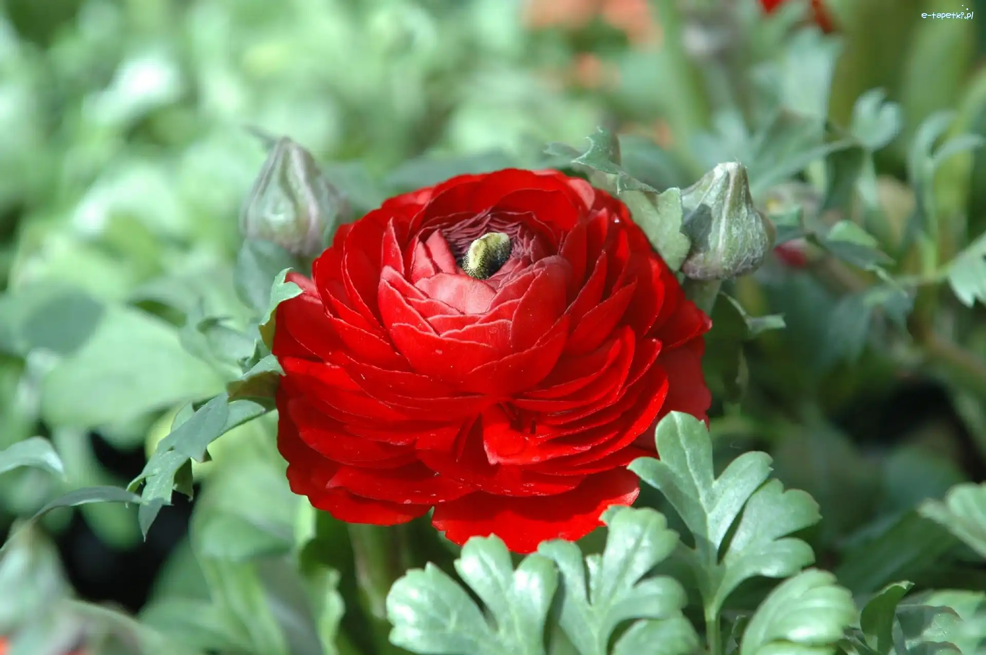 Jaskier, Czerwony, Ranunkulus Azjatycki