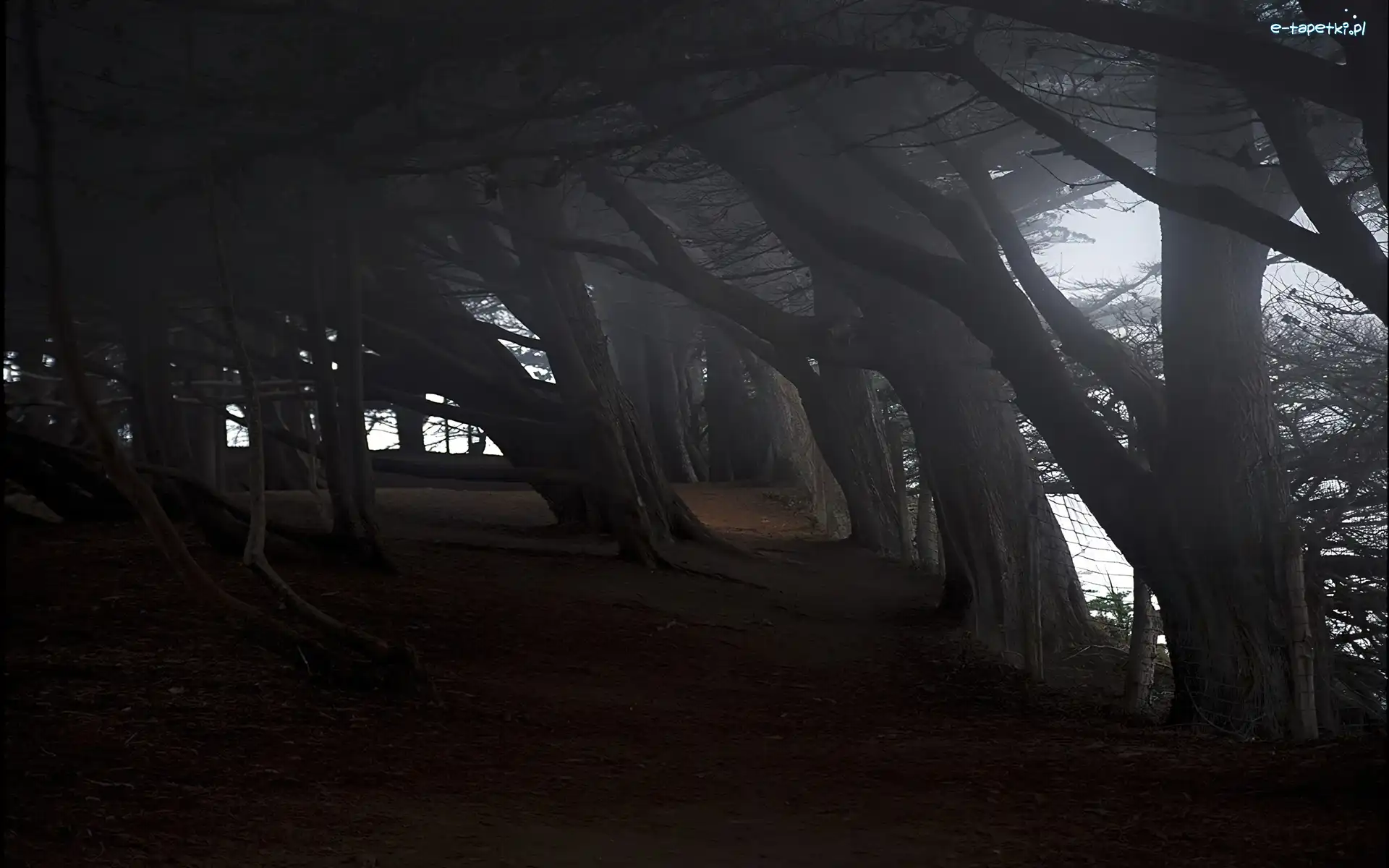 Drzewa, Stare, Park