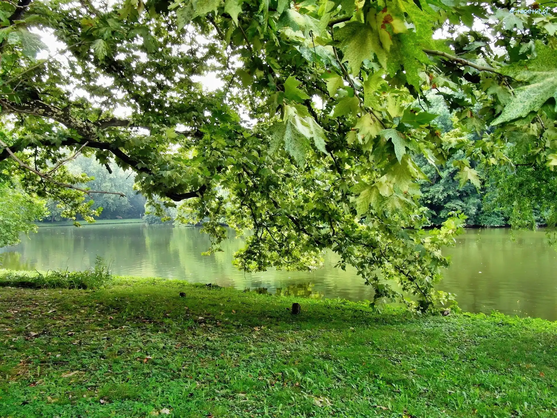 Rzeką, Nad, Klony