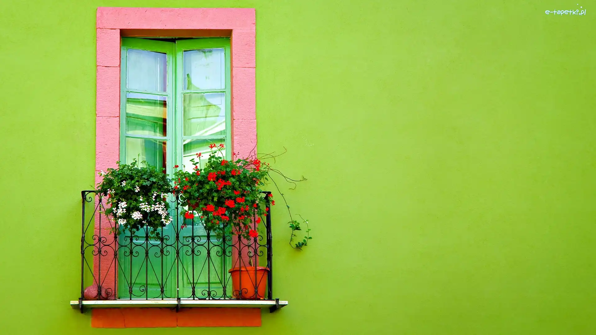 Pelargonia, Kwiaty, Balkon