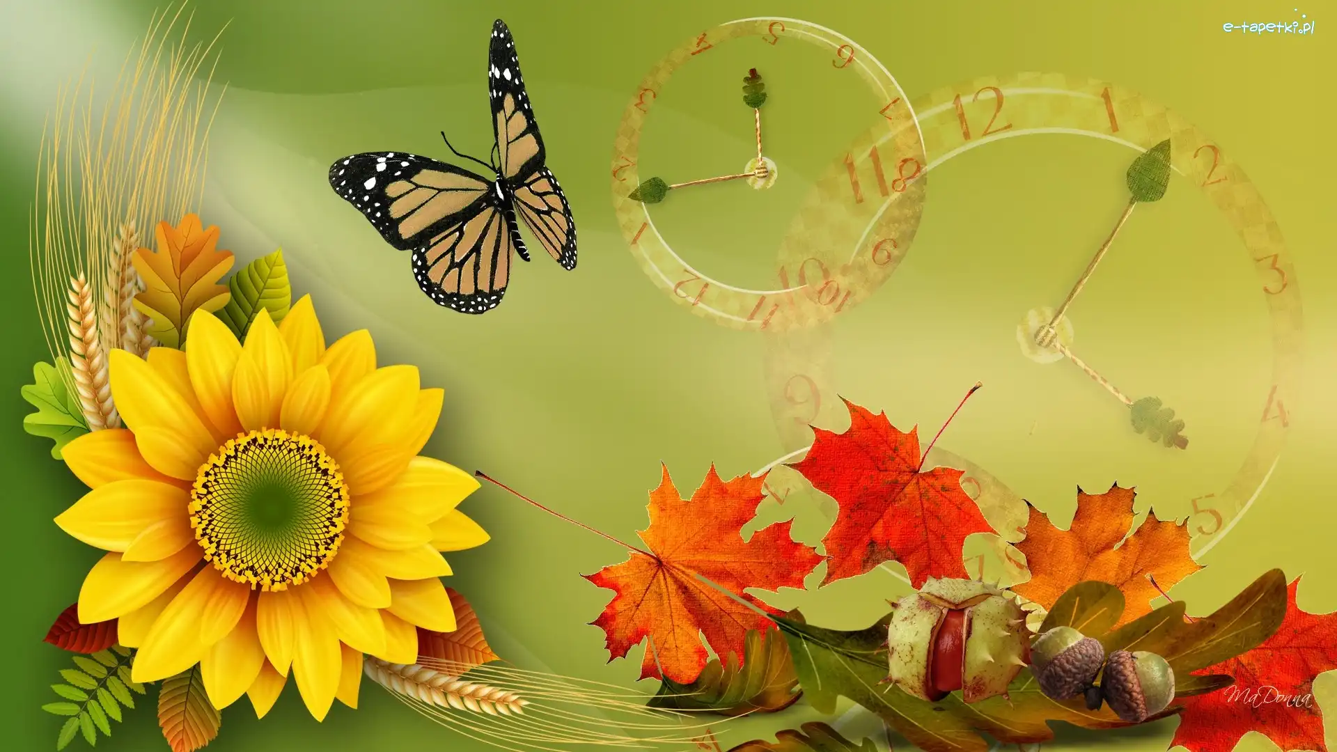 Słonecznik, Motyl, Liście, Grafika, Jesień