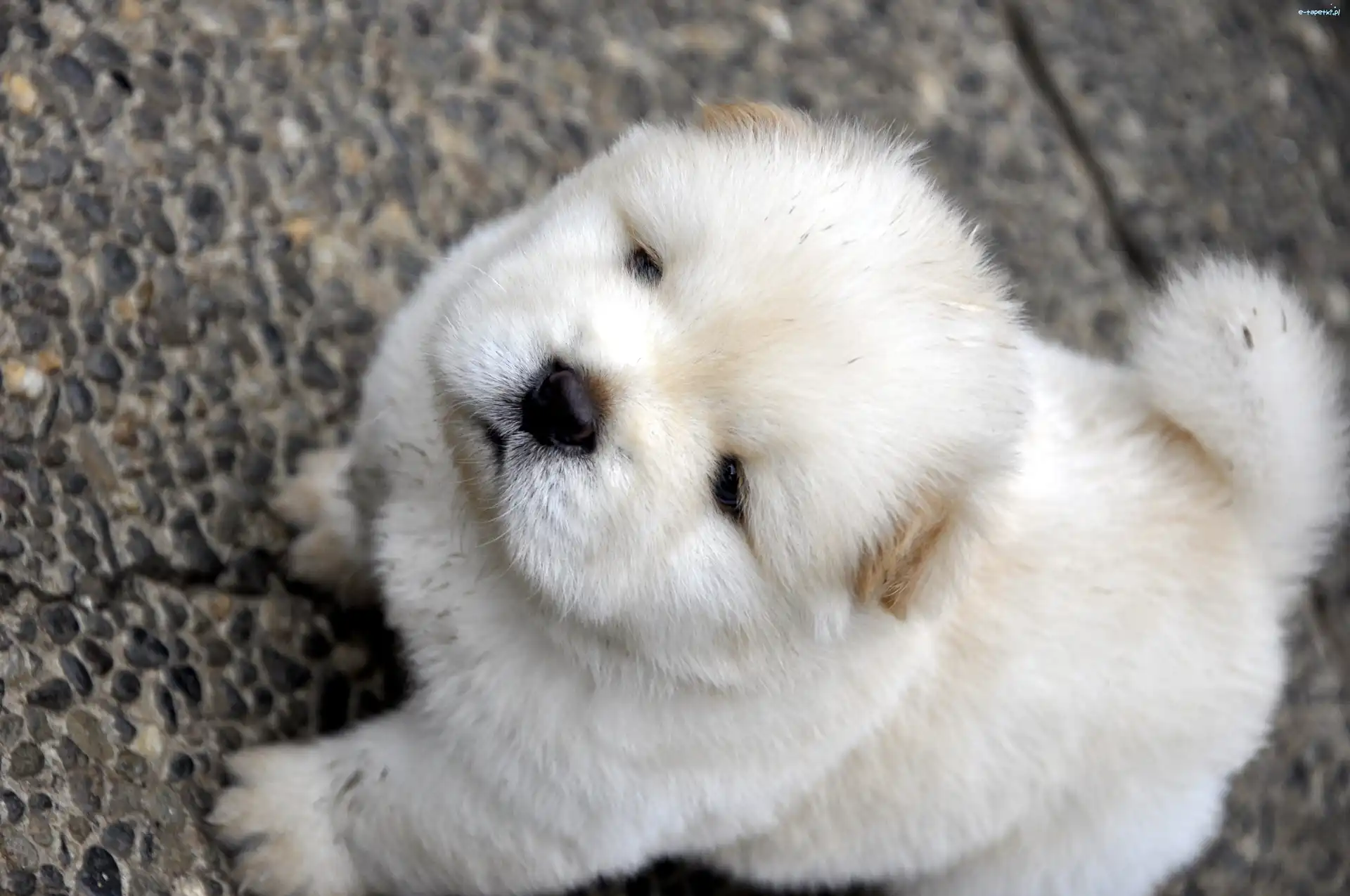 Chow chow, Szczeniak, Pies