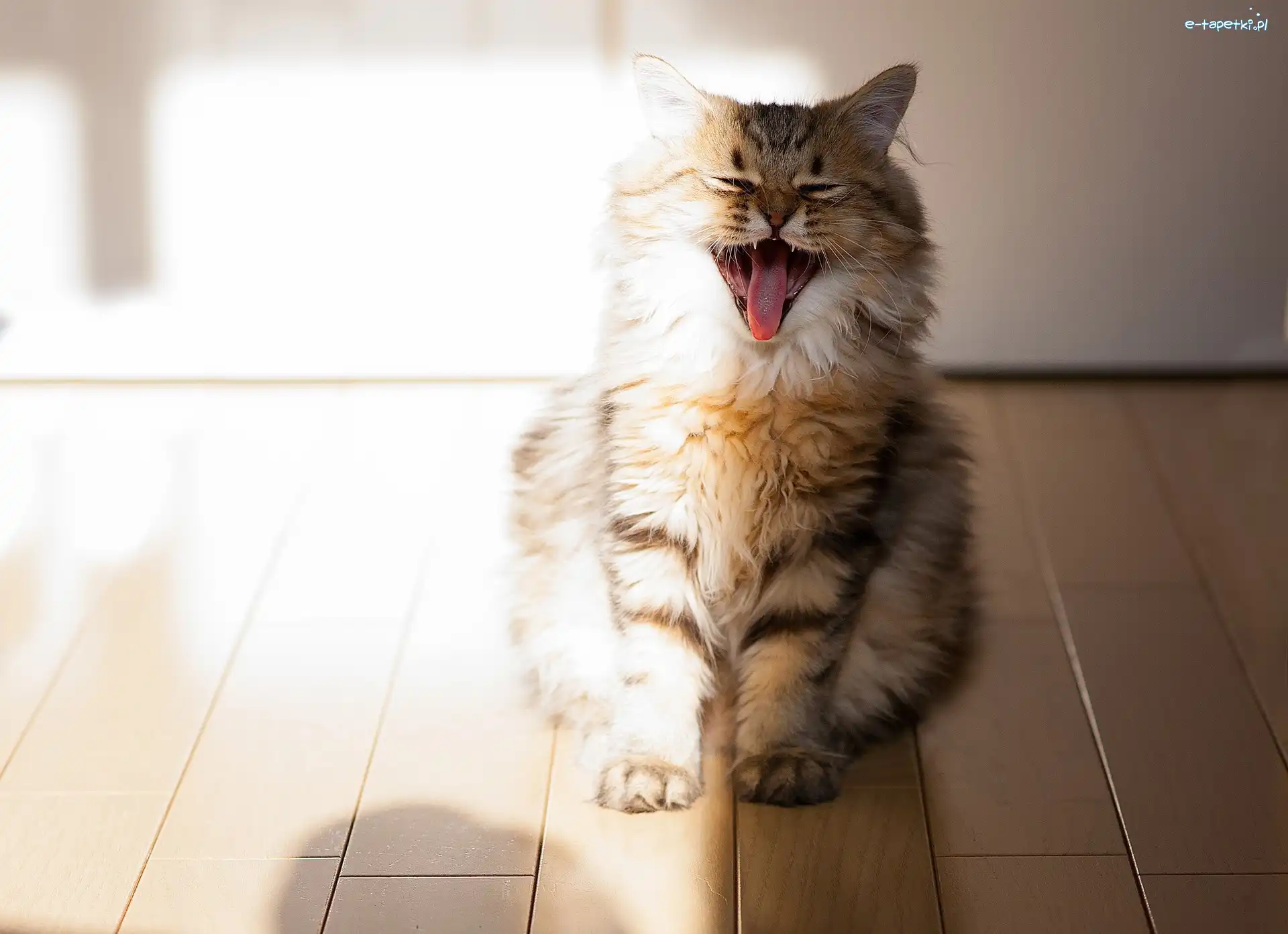 Maine coon, Kot, Miałczący
