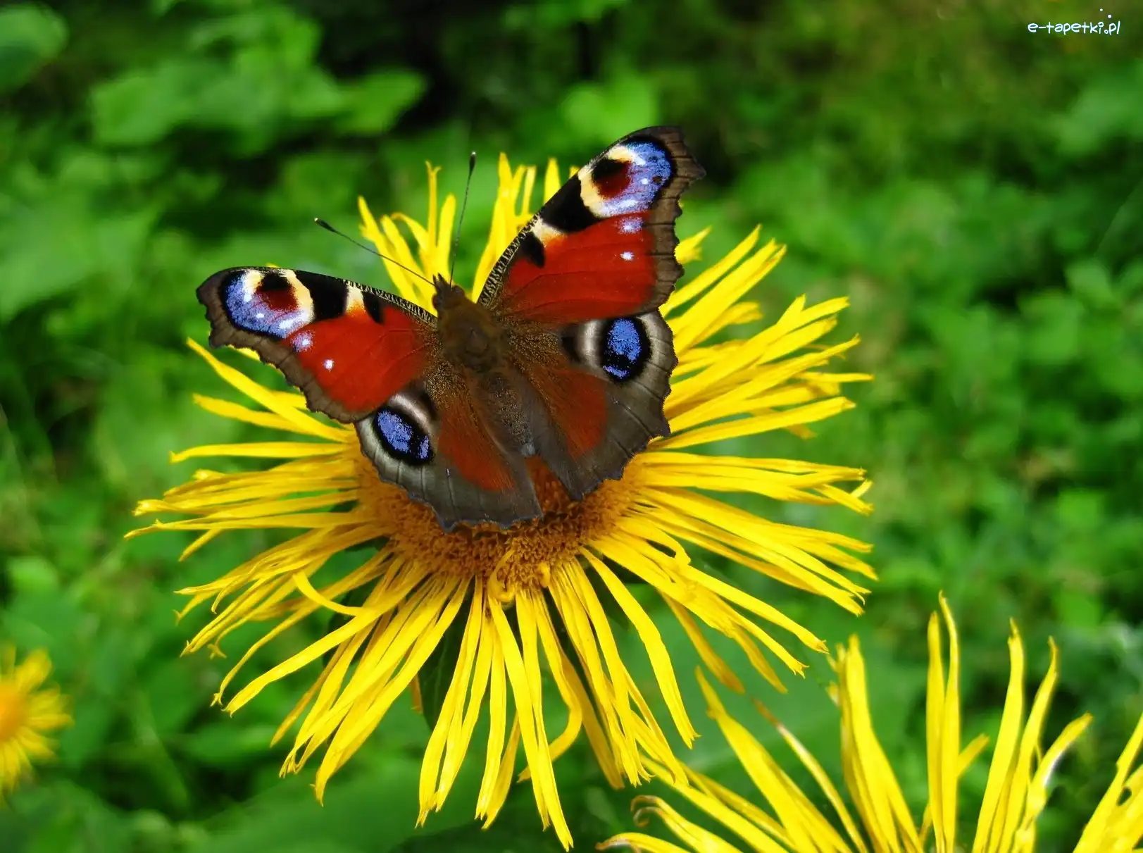 Rusałka, Kolorowy, Motyl, Pawik, Kwiaty, Żółte