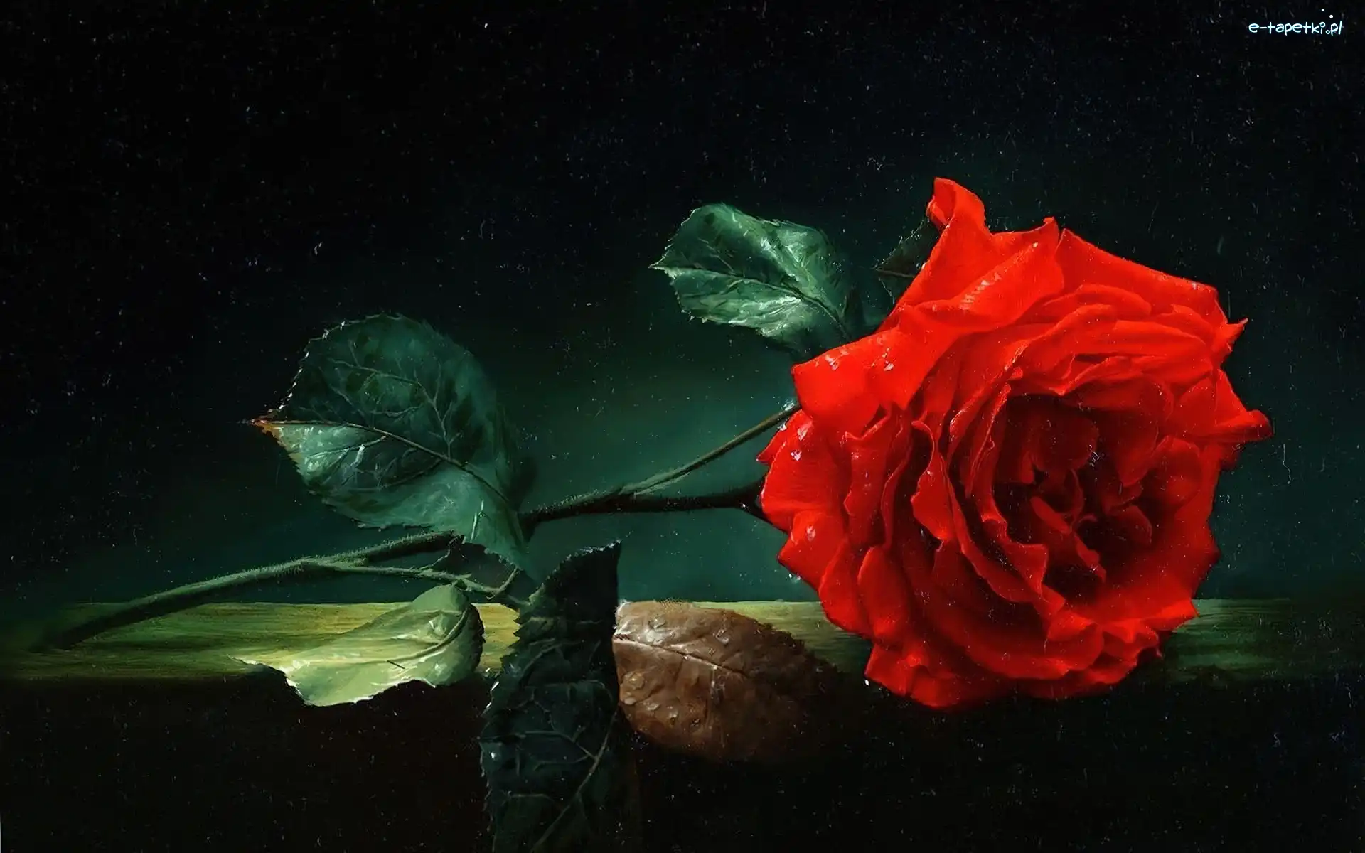 Rosa, Róża, Czerwona