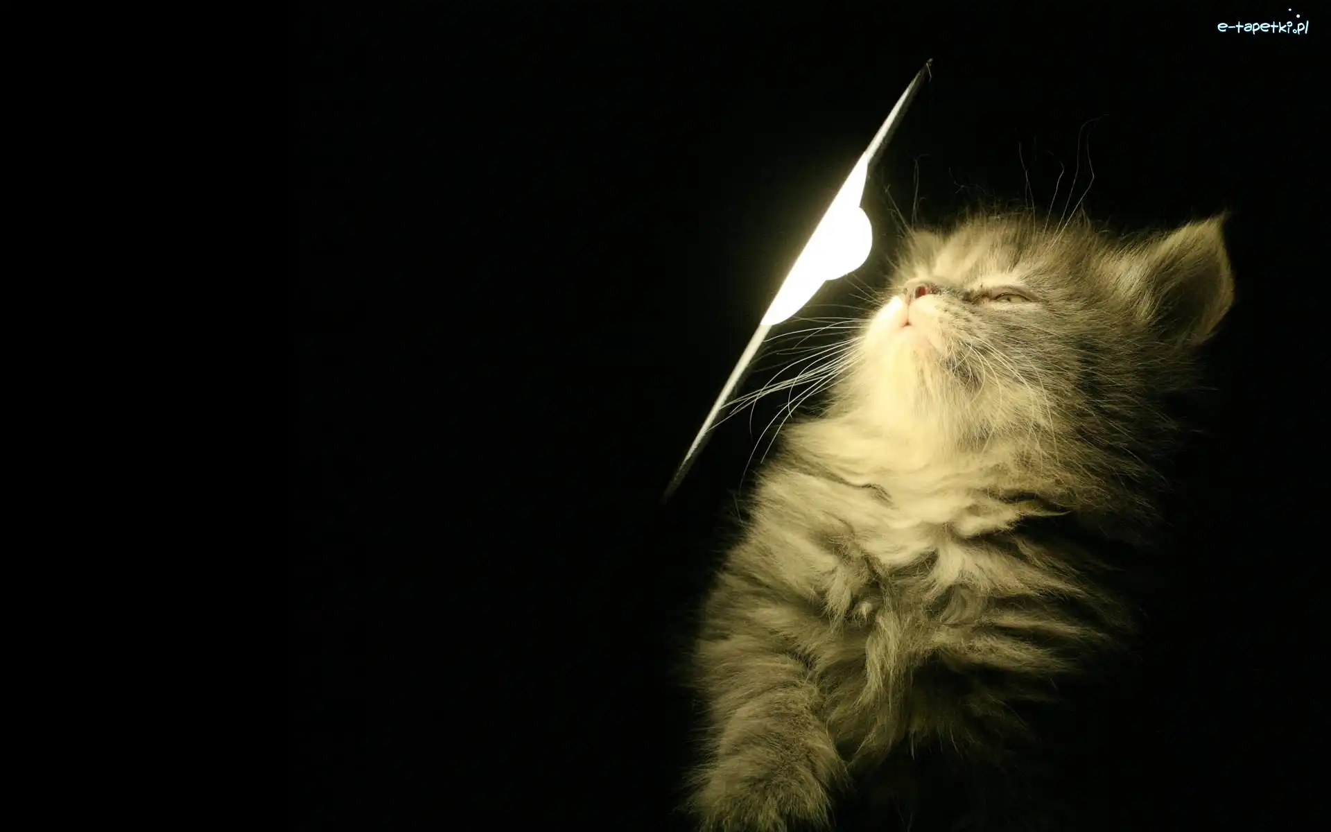 Kot, Lampa, Perski, Młody