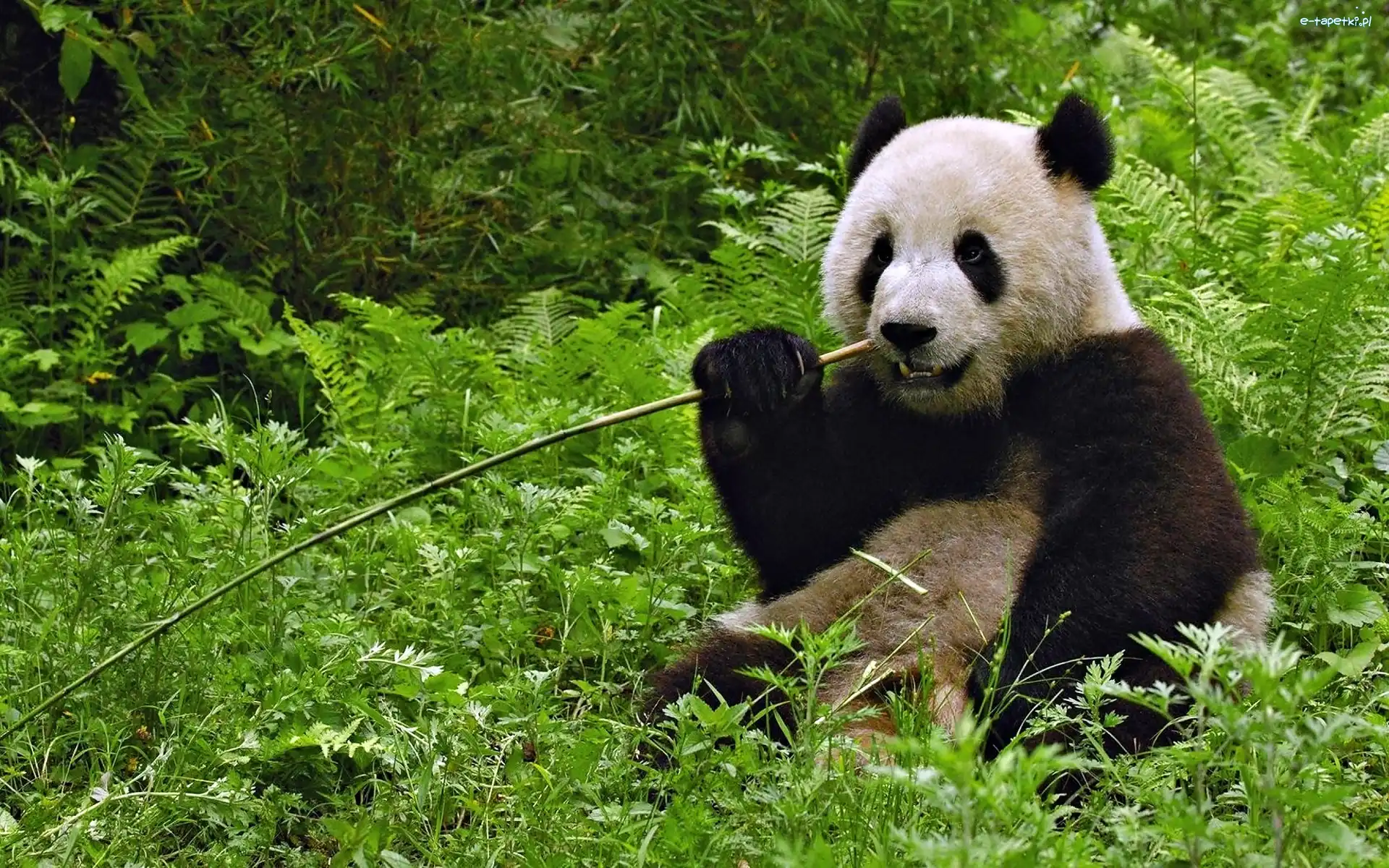 Trawy, Panda, Miś