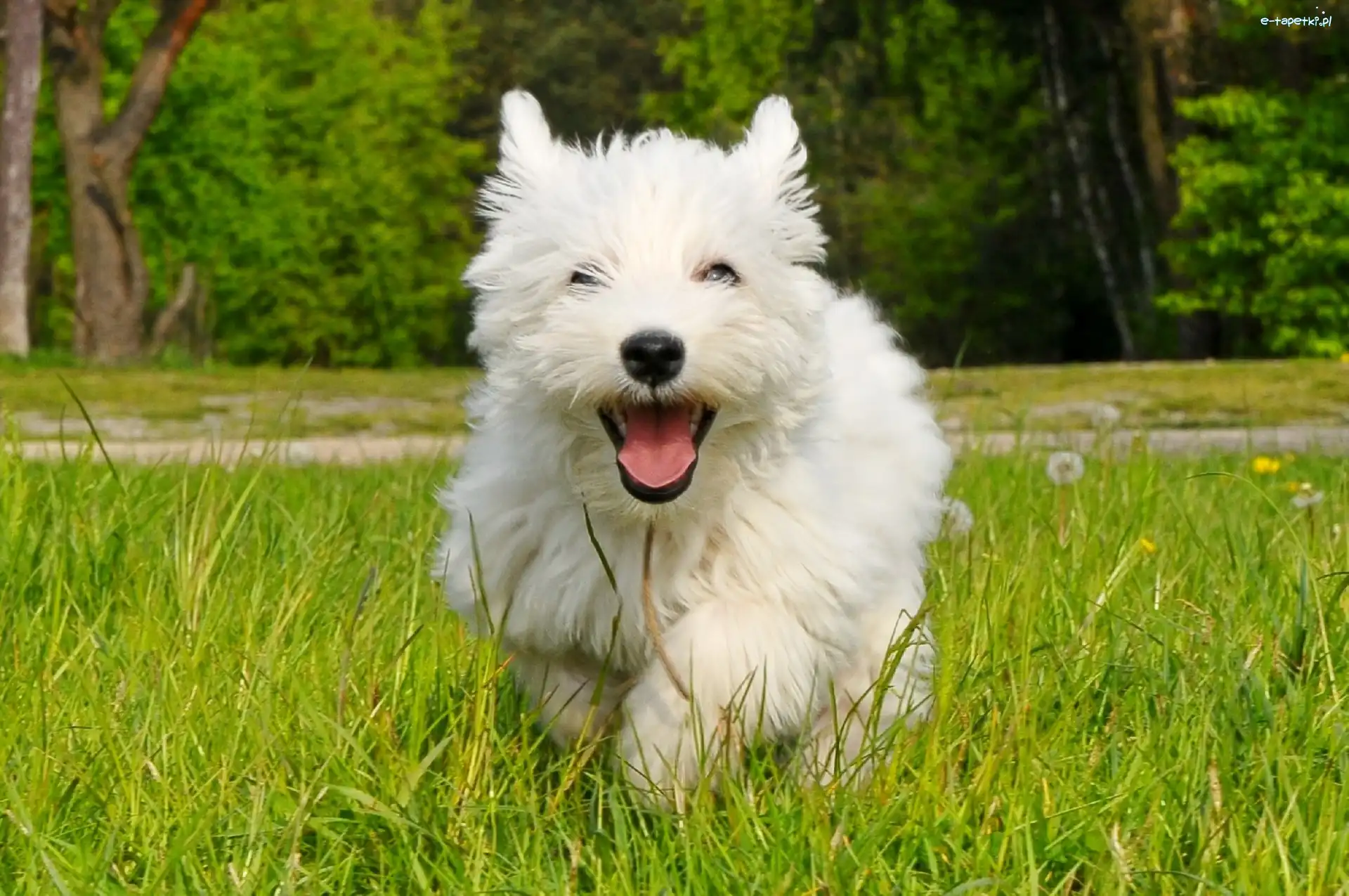 West Highland White Terrier, Pies