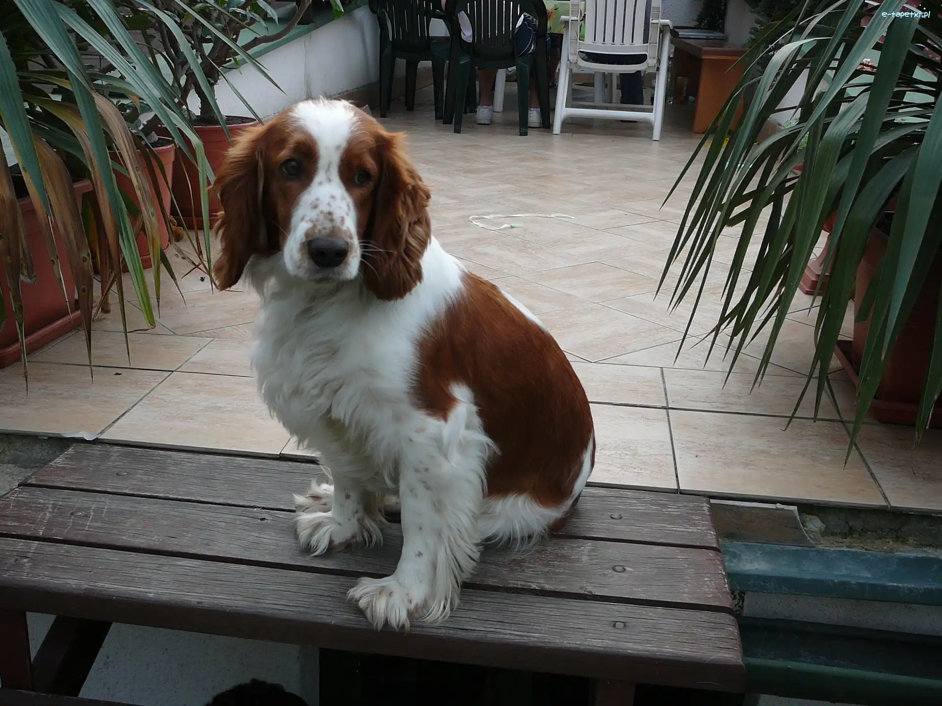 Springer spaniel angielski, Siedzący