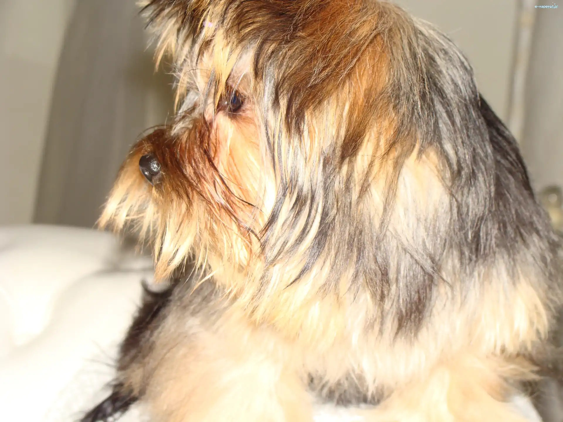 Yorkshire Terrier, Pies