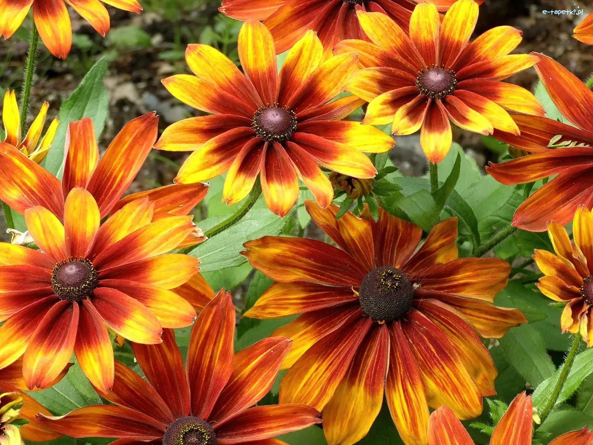 Pomarańczowo, Rudbekia, Żółta, Kwiaty