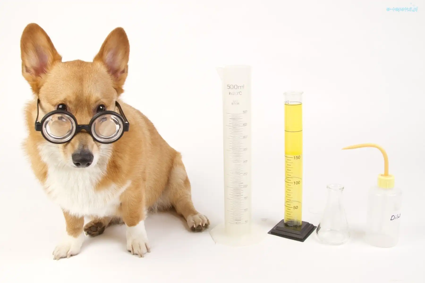 Laboratorium, Okulary, Pies