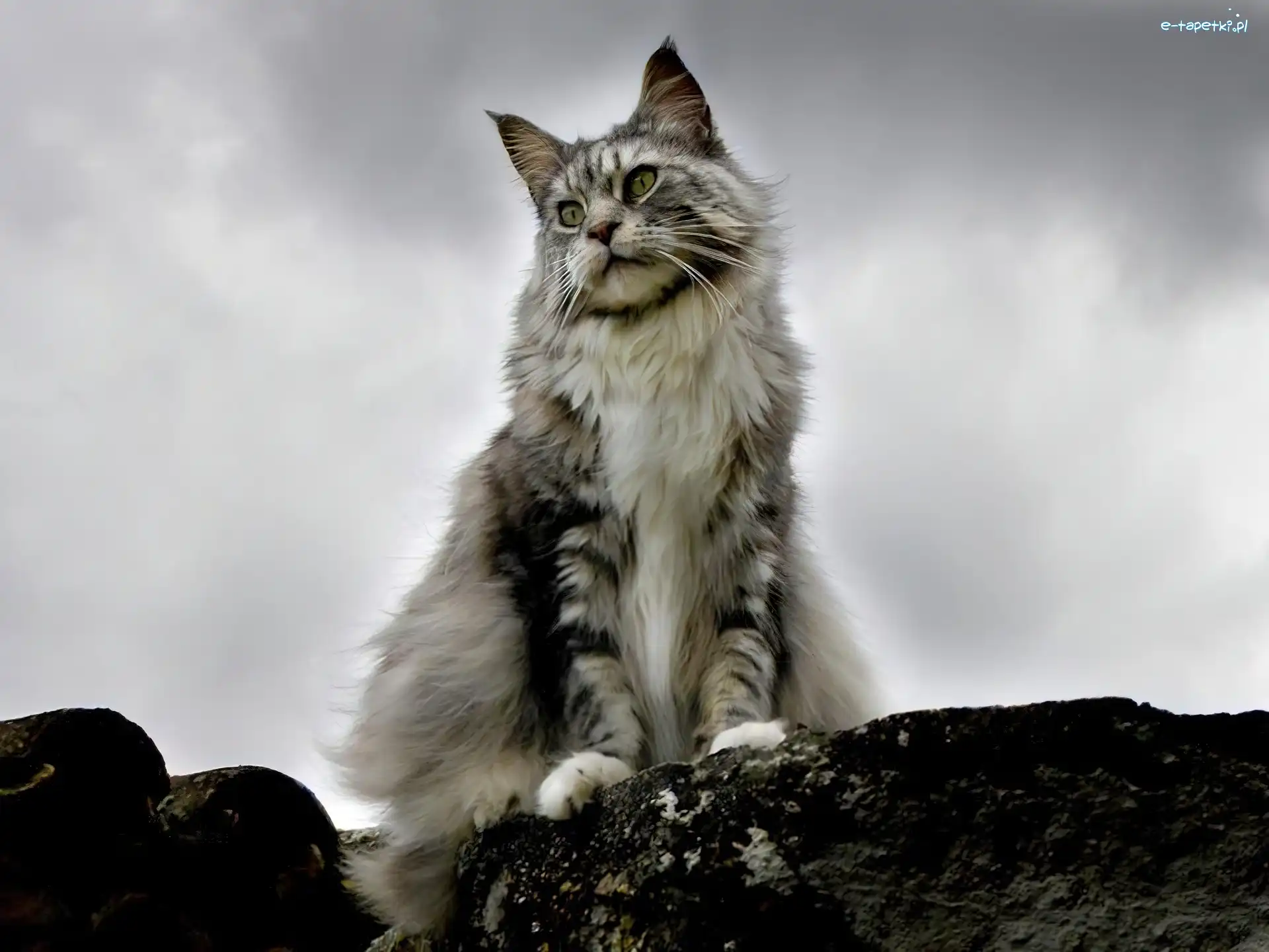 Kot, Chmury, Maine coon, Szary