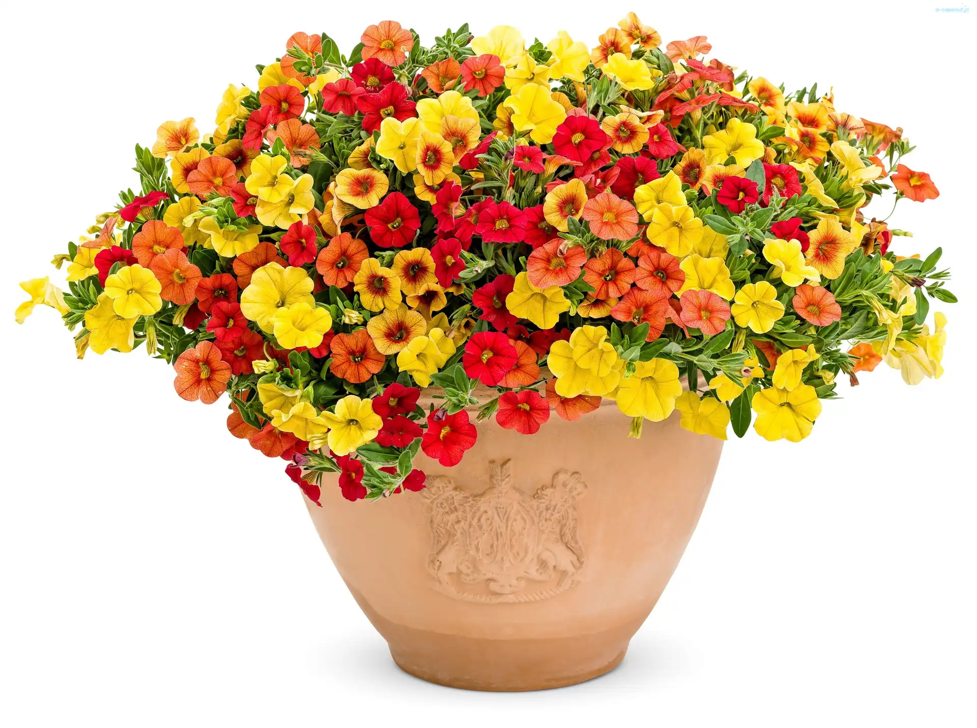 Donica, Ogrodowa, Petunia, Gliniana