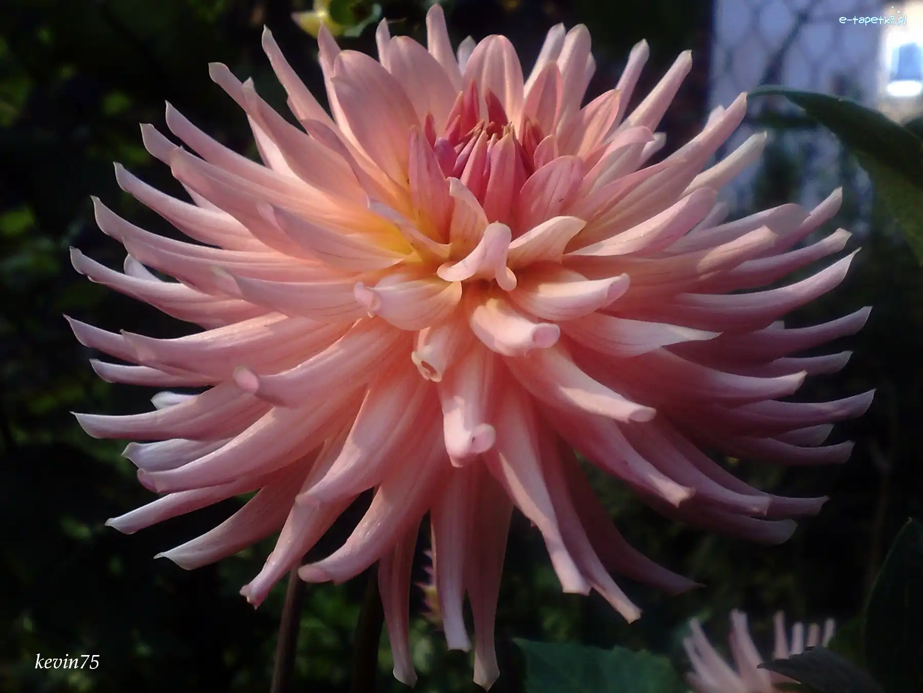Dalia, Łososiowa, Kwiat