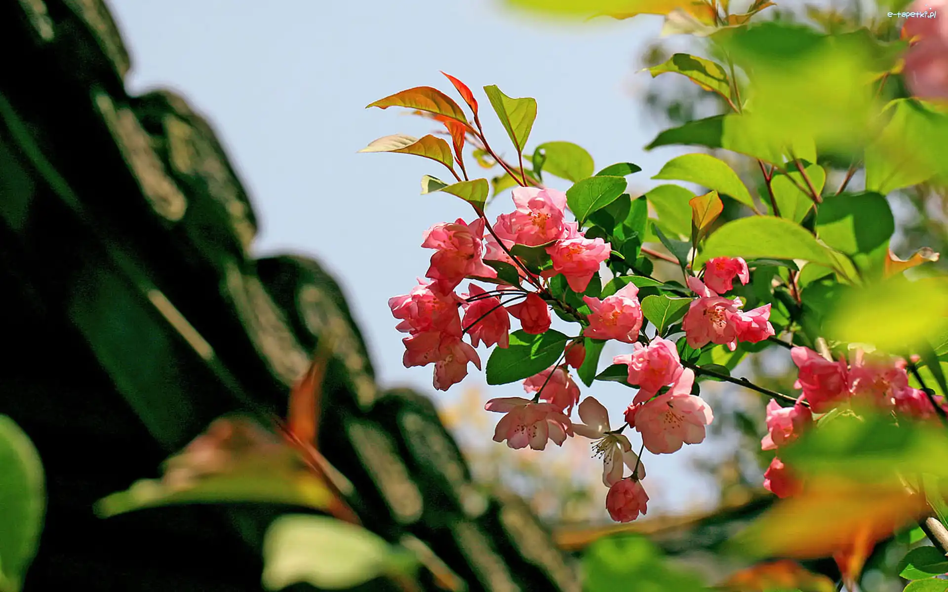 Begonia, Różowa, Gałązka