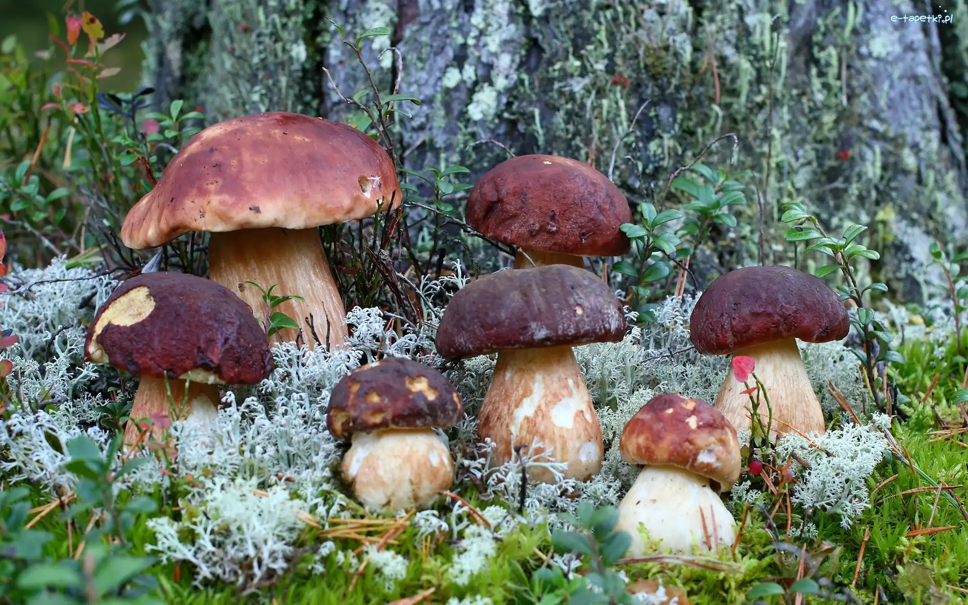 Leśne, Prawdziwków, Rodzinka, Poszycie