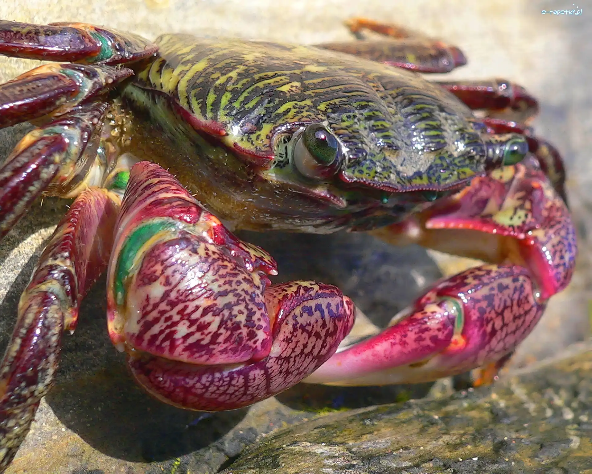 Krab, Kolorowy