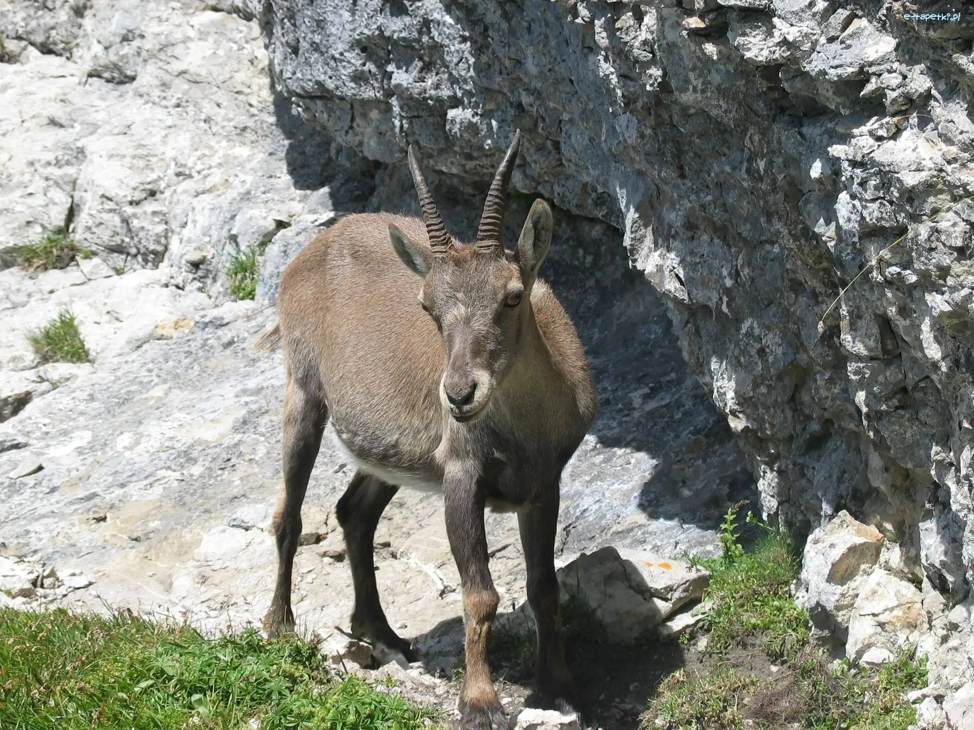 Trawa, Skały, Koziorożec Alpejski