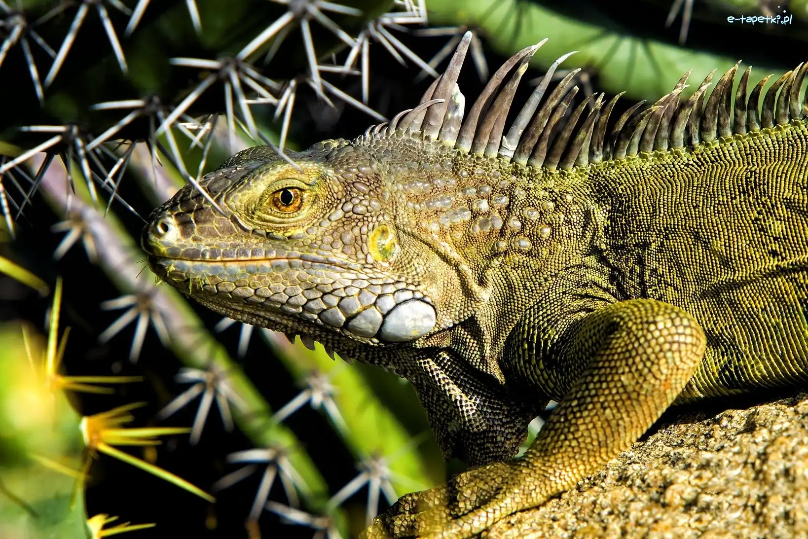 Iguana, Gałązki, Iglaste, Zielona