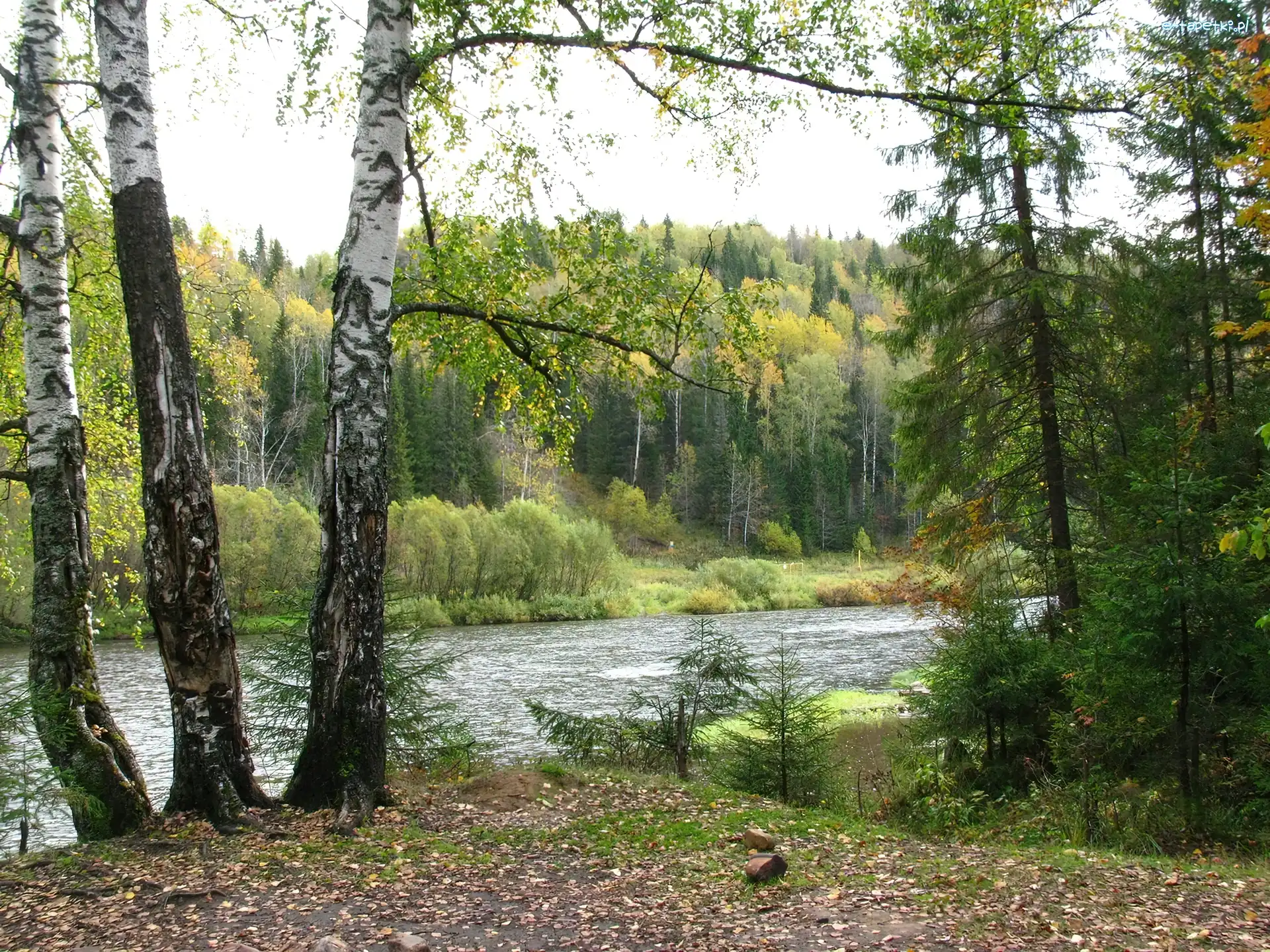 Las, Rzeka, Drzewa
