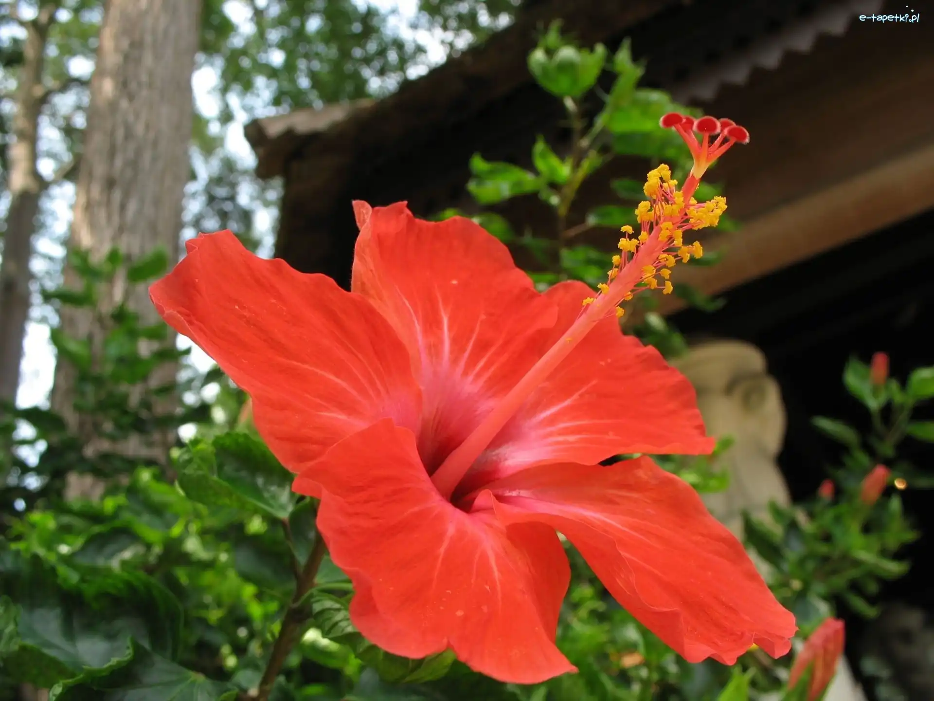 Hibiskusa, Kwiat, Czerwony