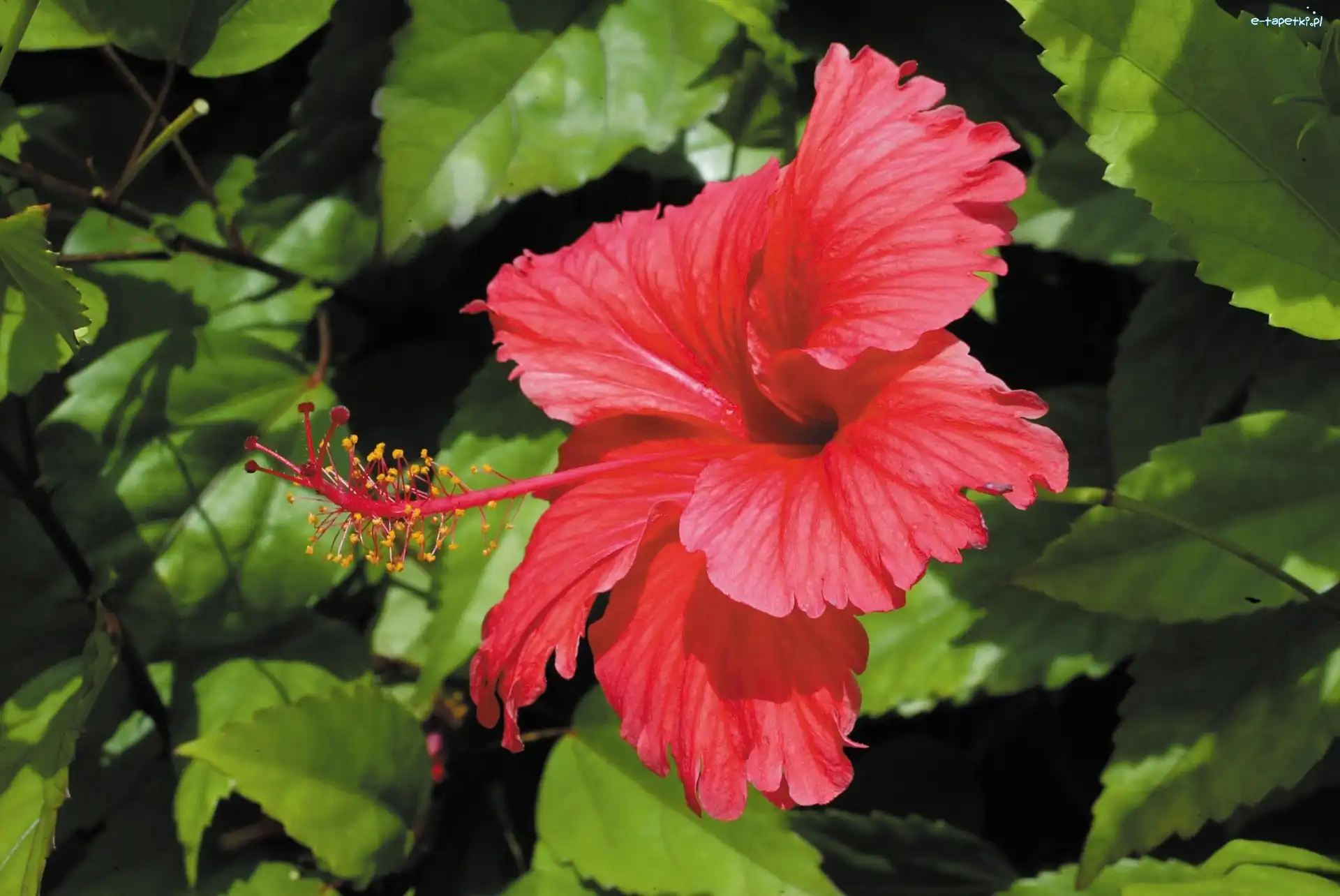 Hibiskusa, Kwiat, Czerwony