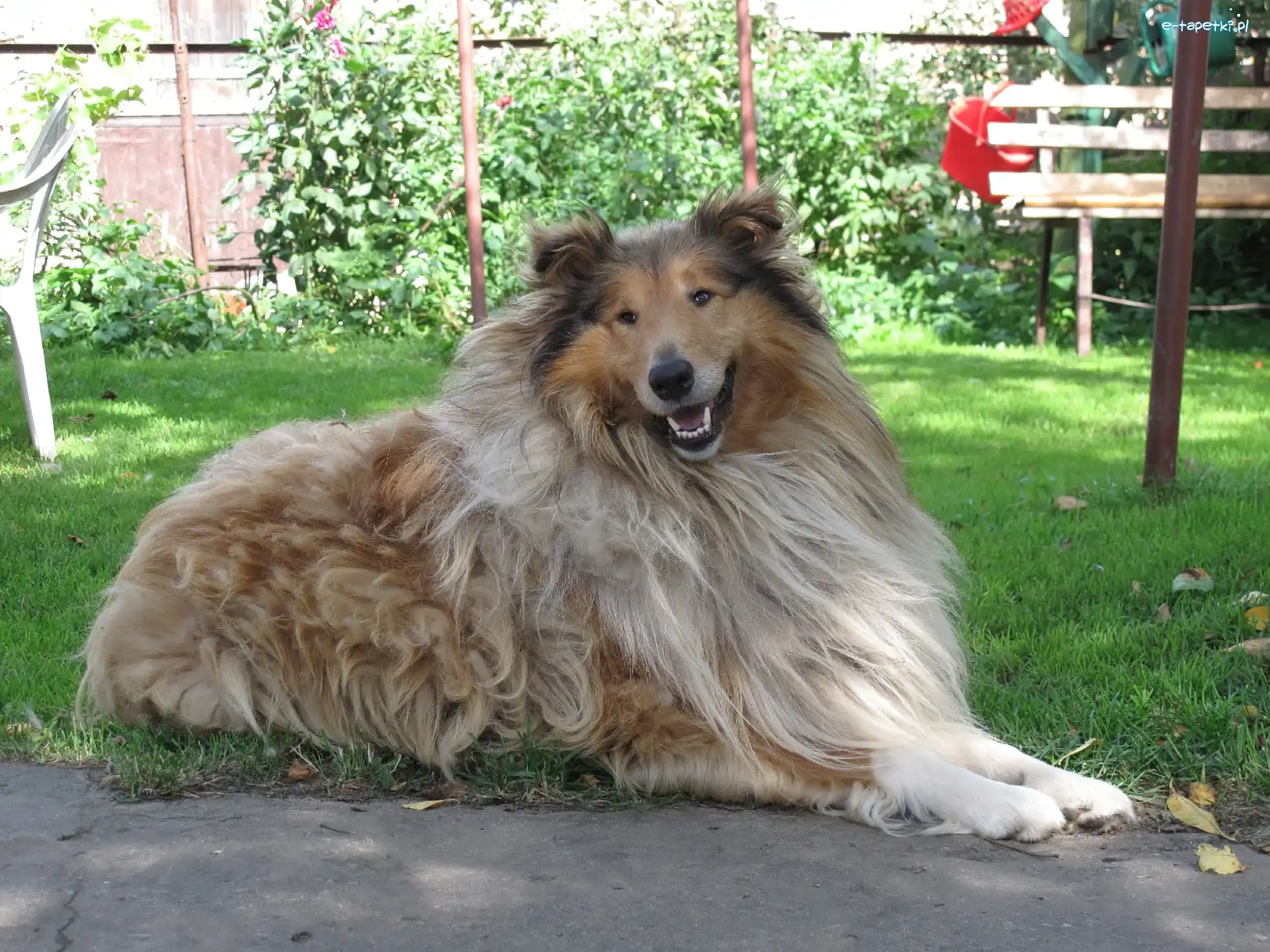 Ogród, Owczarek Szkocki Collie