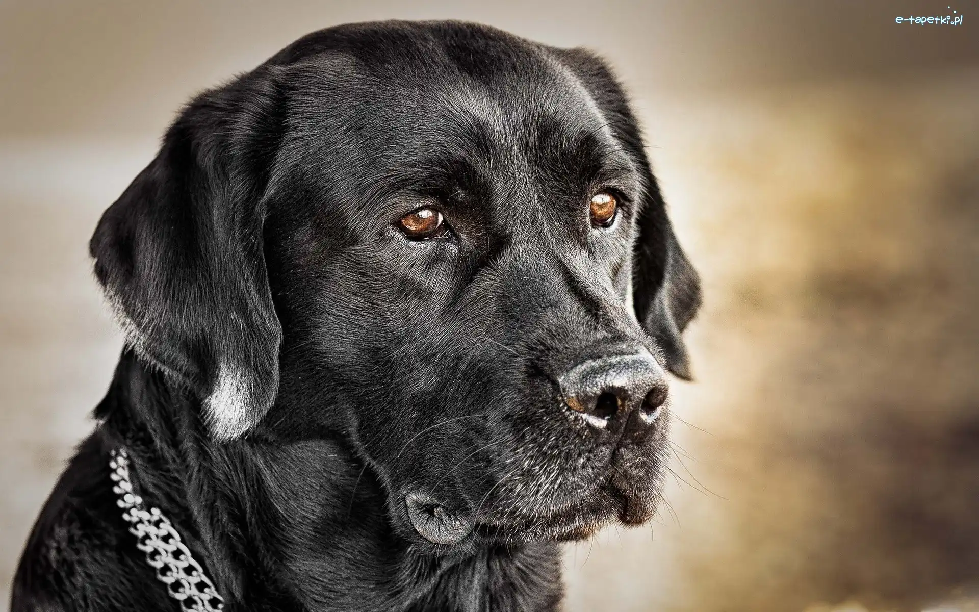 Czarny, Retriever, Labrador