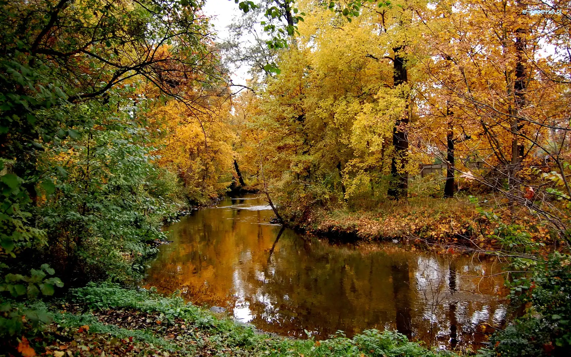 Drzewa, Rzeka, Jesień