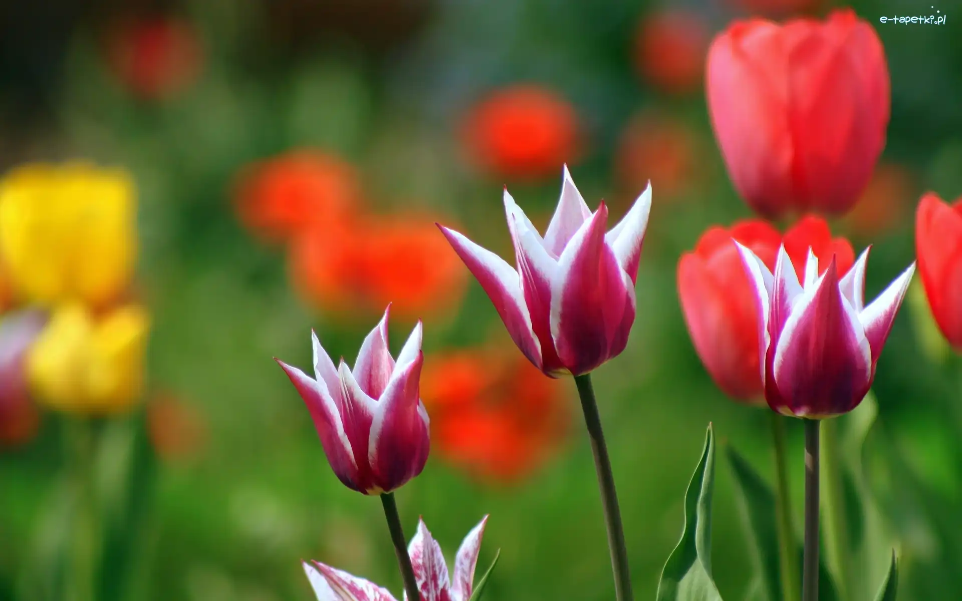 Tulipany, Kolorowe