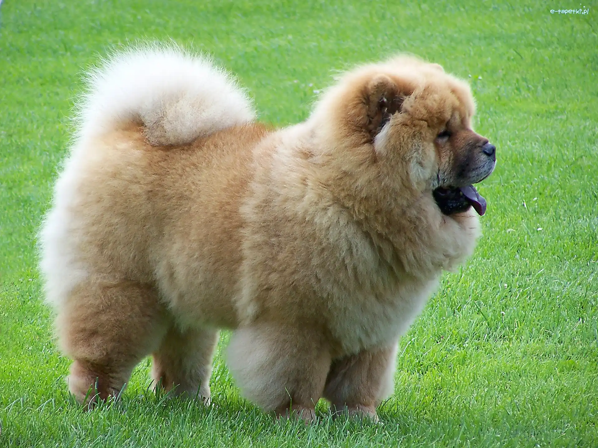 Trawa, Pyszczek, Otwarty, Chow Chow