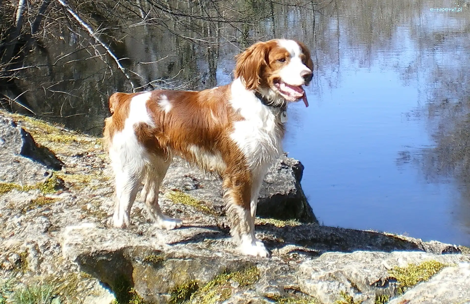 Woda, Skała, Spaniel