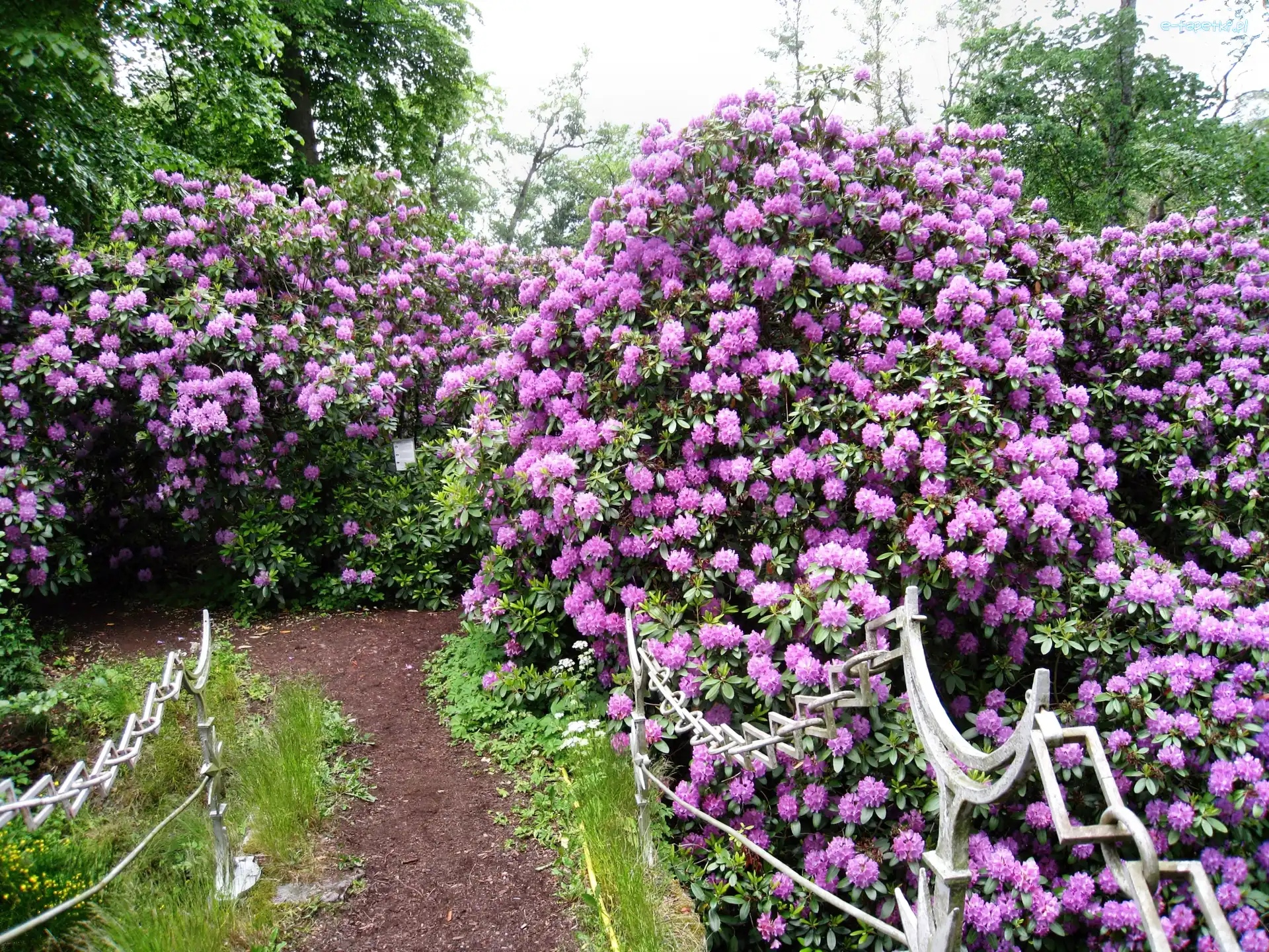 Rododendrony, Poręcz, Ozdobna, Fioletowe